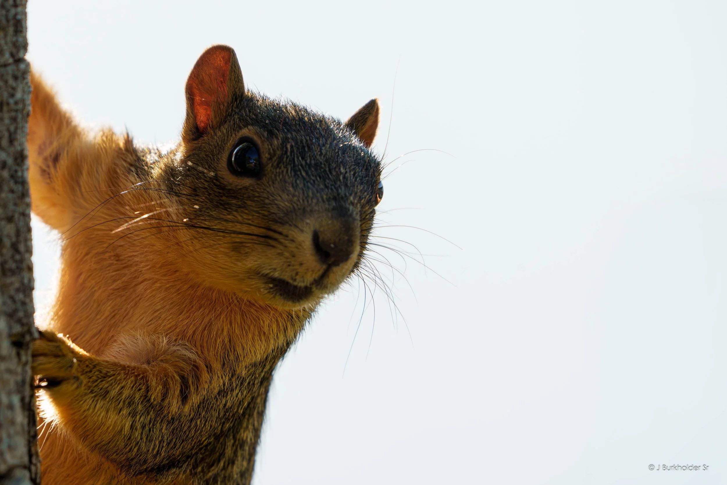 Peekaboo Fox Squirrel