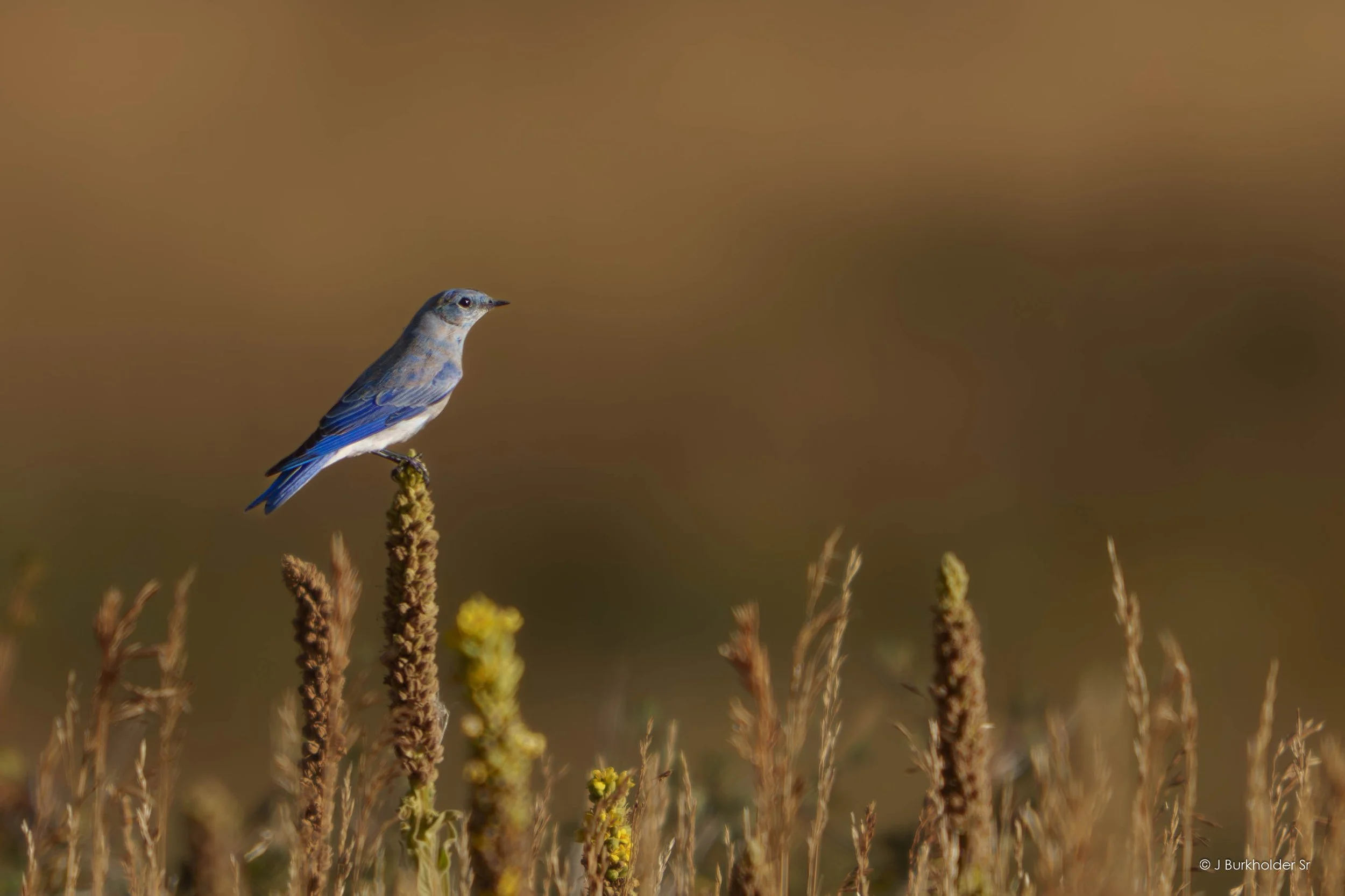 Mountain Bluebird