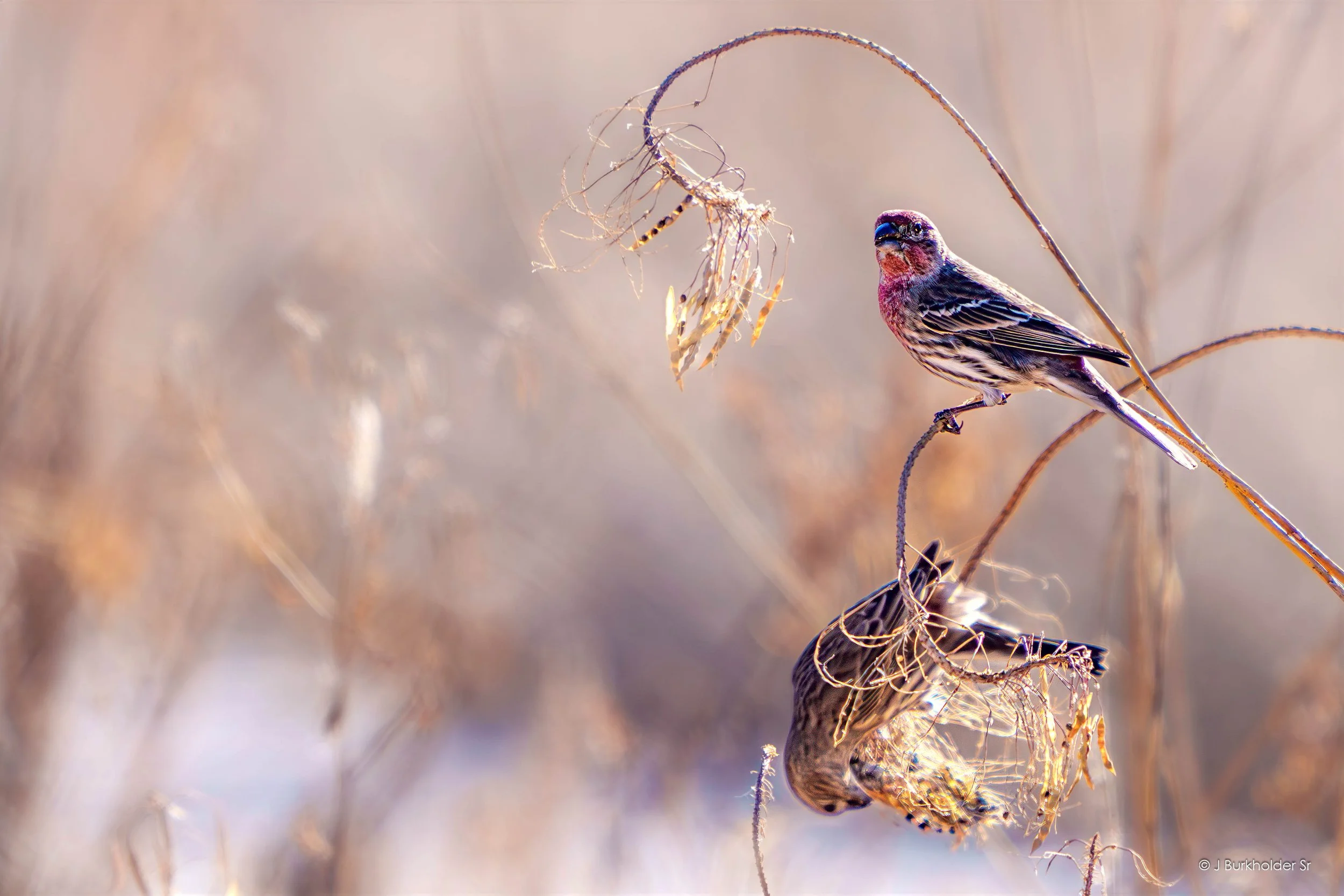 House Finch Couple