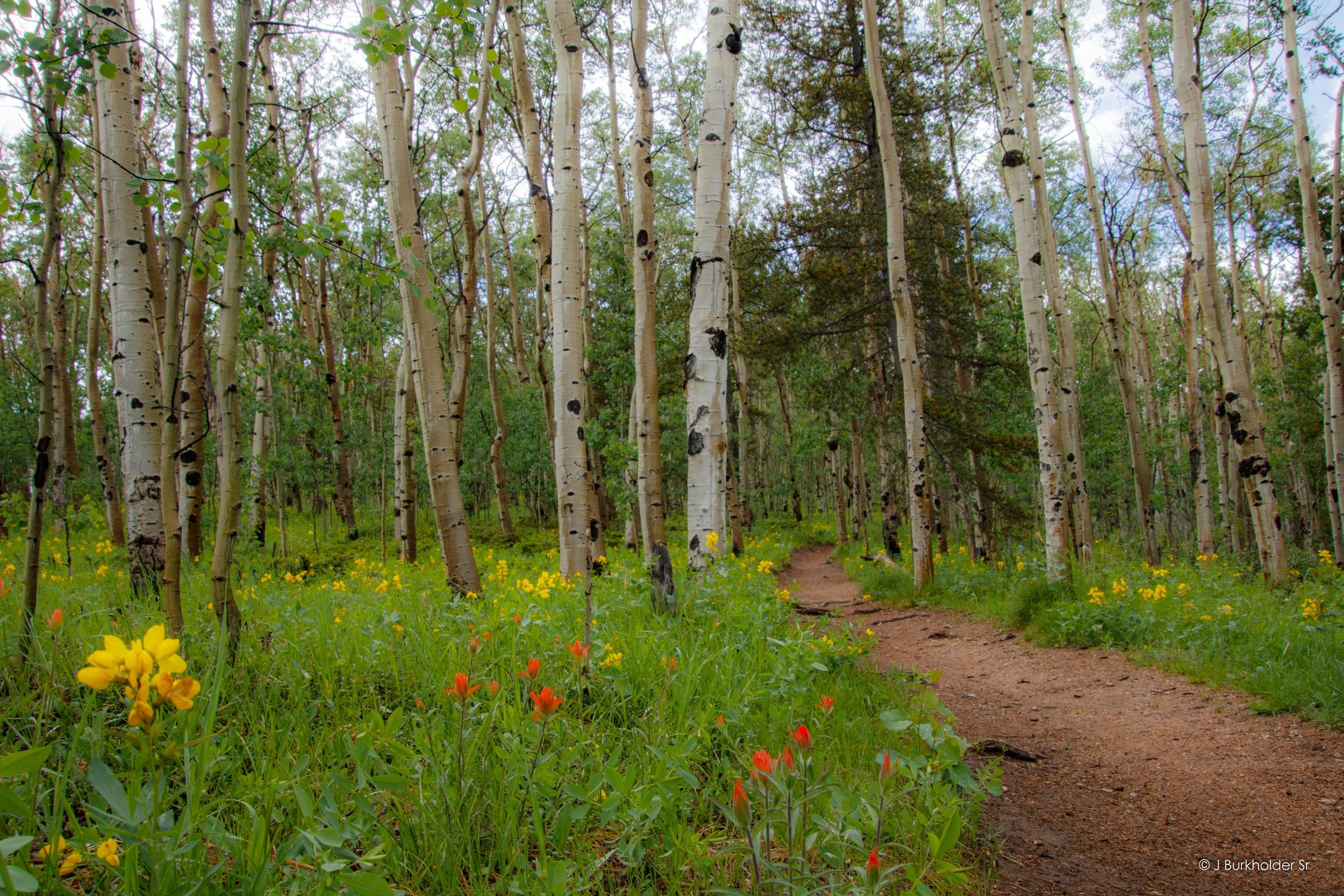 The Colorado Trail Kenosha Pass
