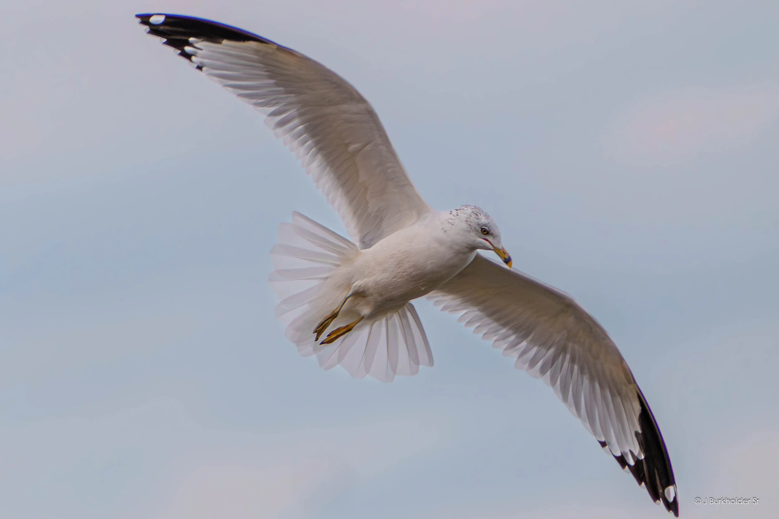 Ring Billed Gull.