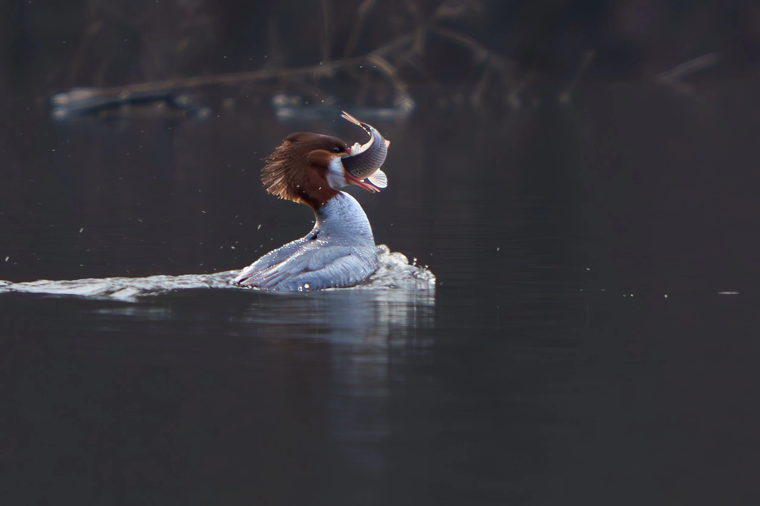 A1_02634-Enhanced-NR-Edit.jpg