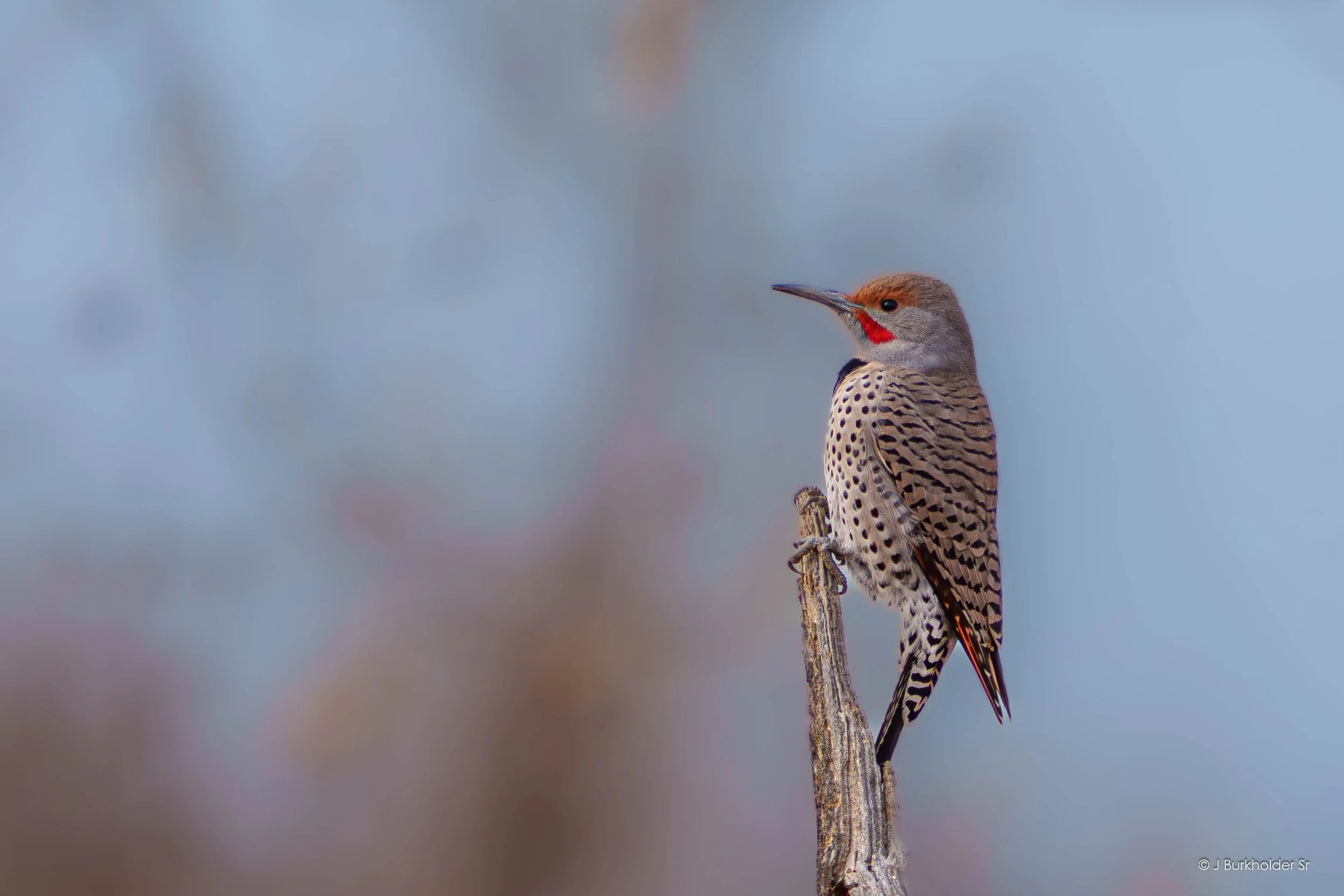 Northern Flicker