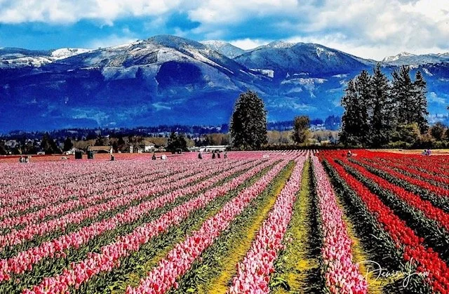 Easter Sunday Dinner Service