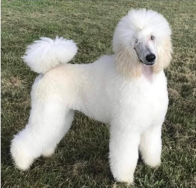 white standard poodle