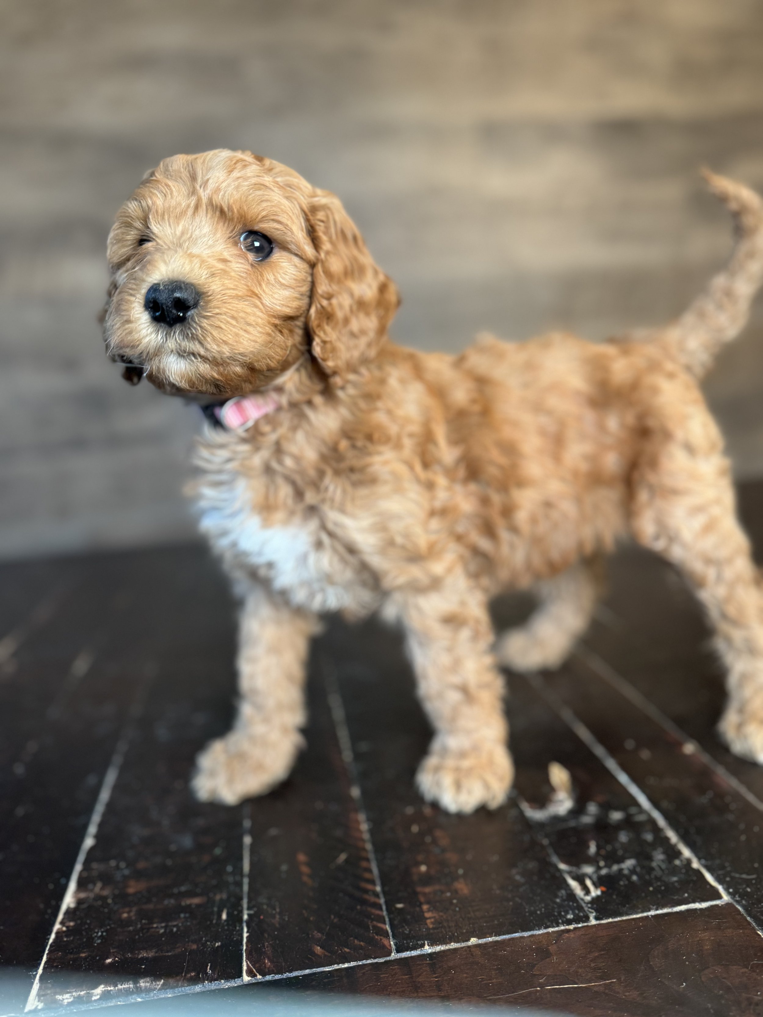 DARK RED SMALL MEDIUM STANDARD GOLDENDOODLE PUPPY LOCATED IN MILAN WEST TENNESSEE
