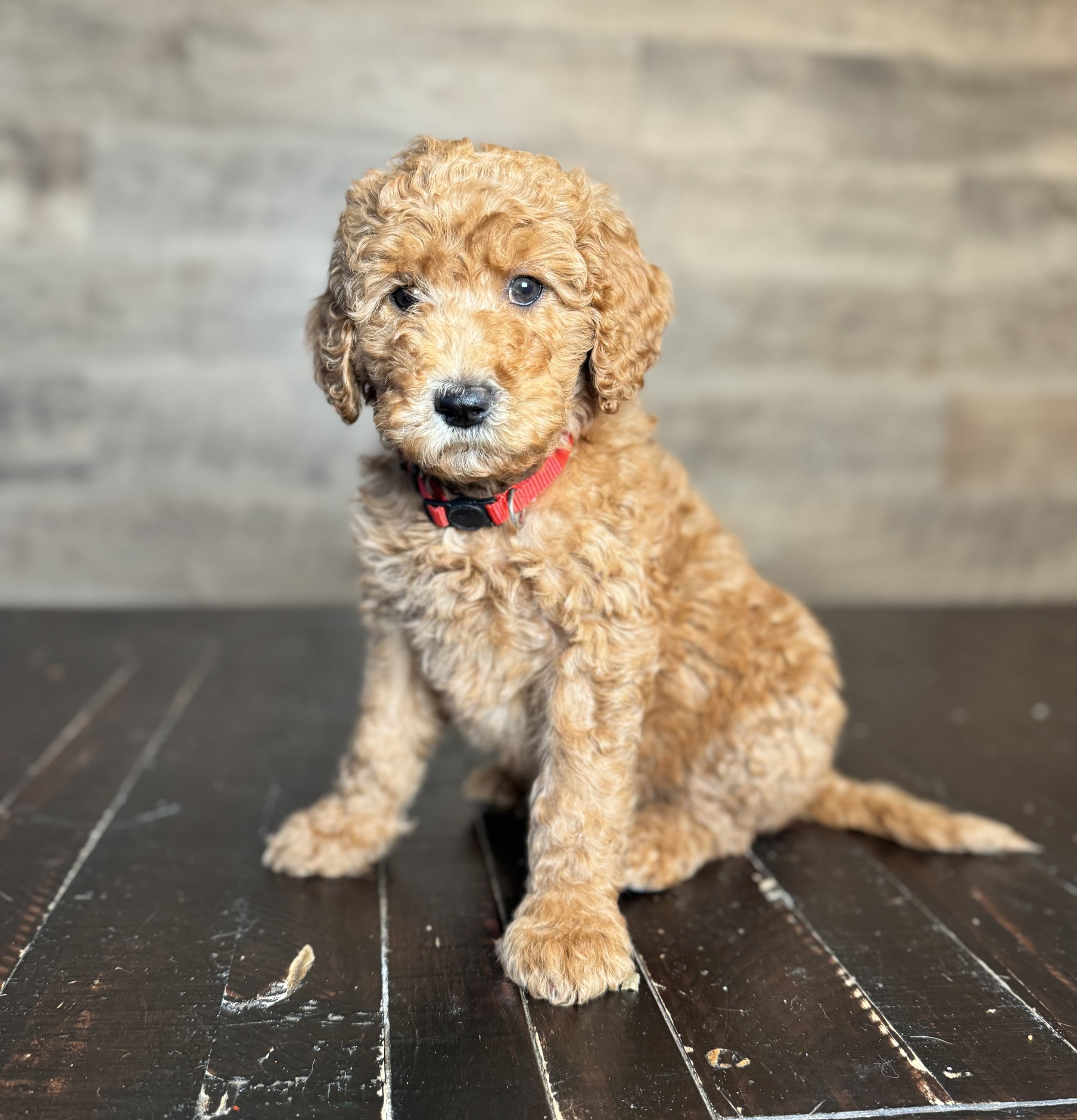 GOLDENDOODLE PUPPY WITH RED COLLAR LOOKS LIKE A LIONS MOUTH