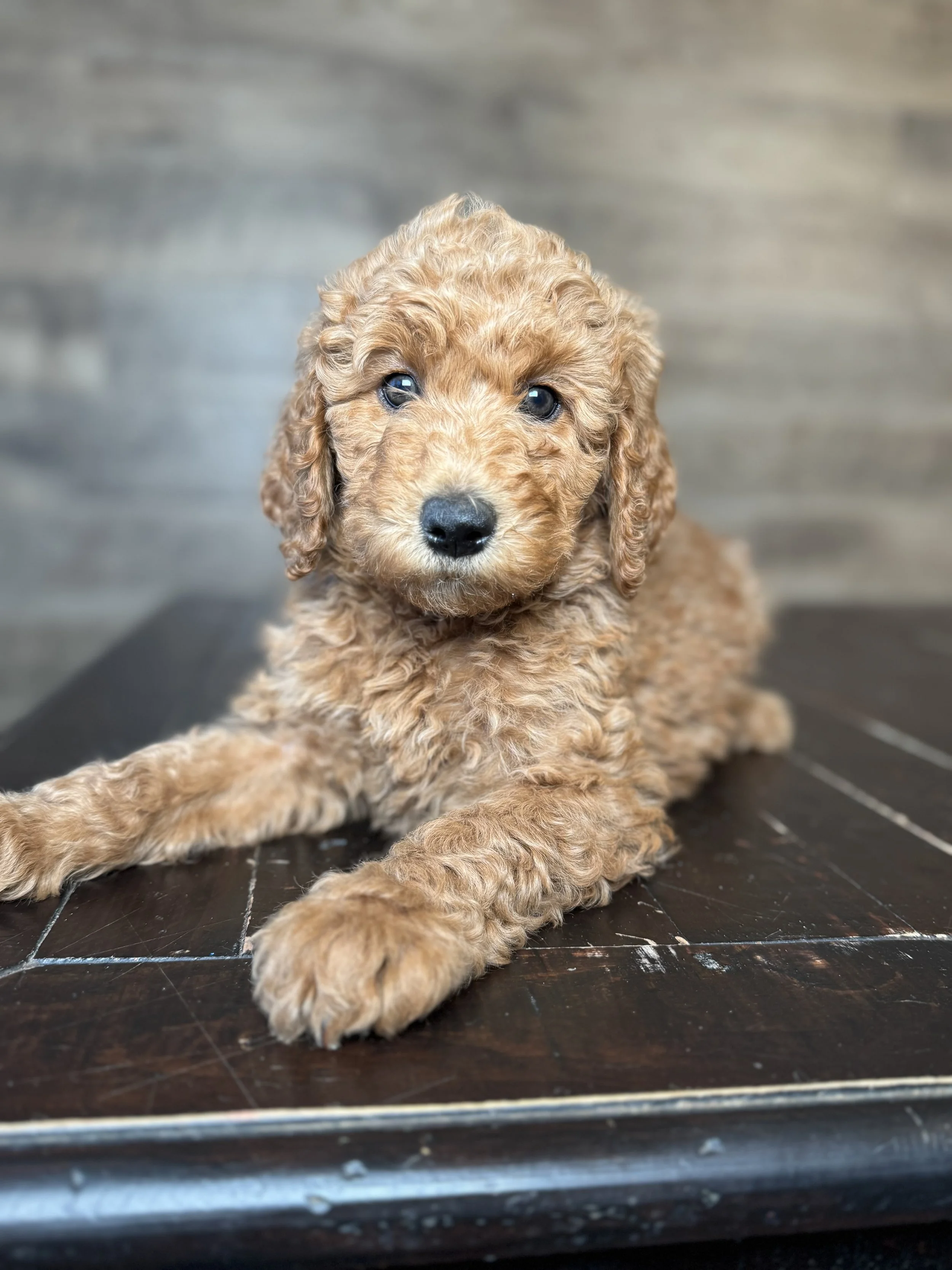 GOLDENDOODLE PUPPY WITH BURGUNDY COLLAR