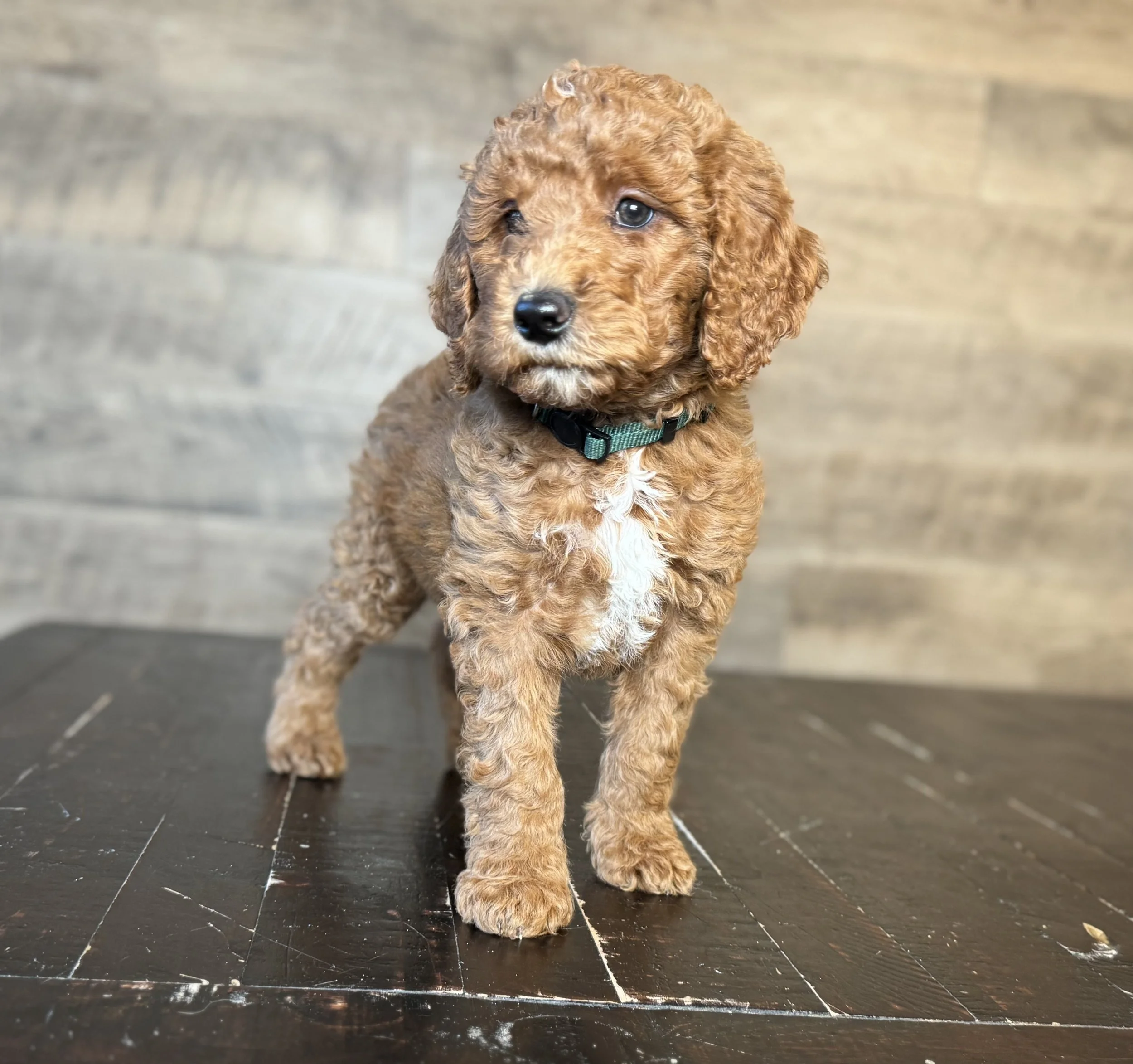 GOLDENDOODLE WITH A GREEN COLLAR