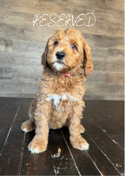 GOLDENDOODLE PUPPY HOT PINK COLLAR WHITE SPOT ON HEAD BLACK NOSE 
