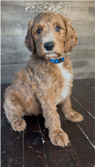 GOLDENDOODLES PUPPY WITH DENIM COLORED COLLAR CUT LITLE BOY WITH WHITE NAILS AND BLACK NOSE