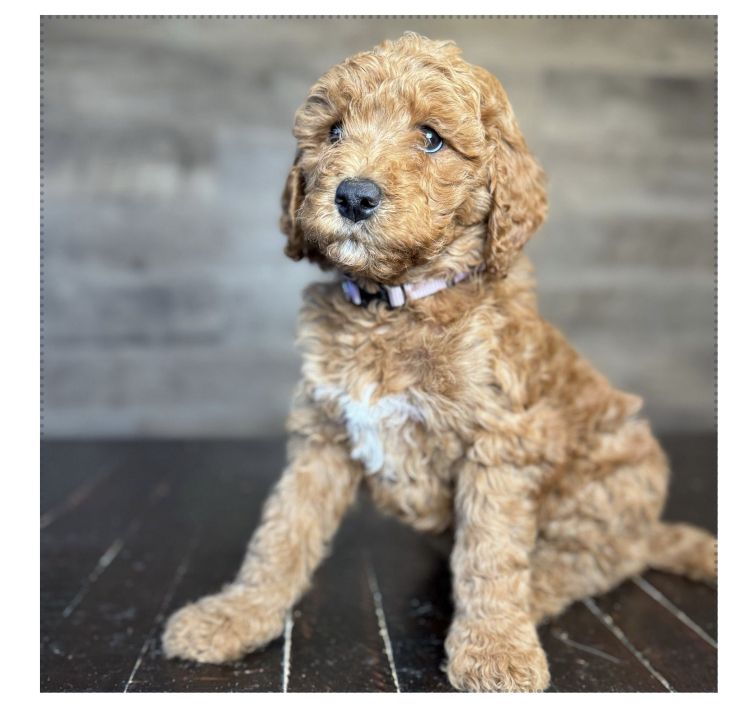LITTLE RED GOLDENDOODLE WITH BROWN AND BLACK NOSE WITH A WHITE COLLAR AND WHITE TOENAILS LOCATED IN MILAN TN