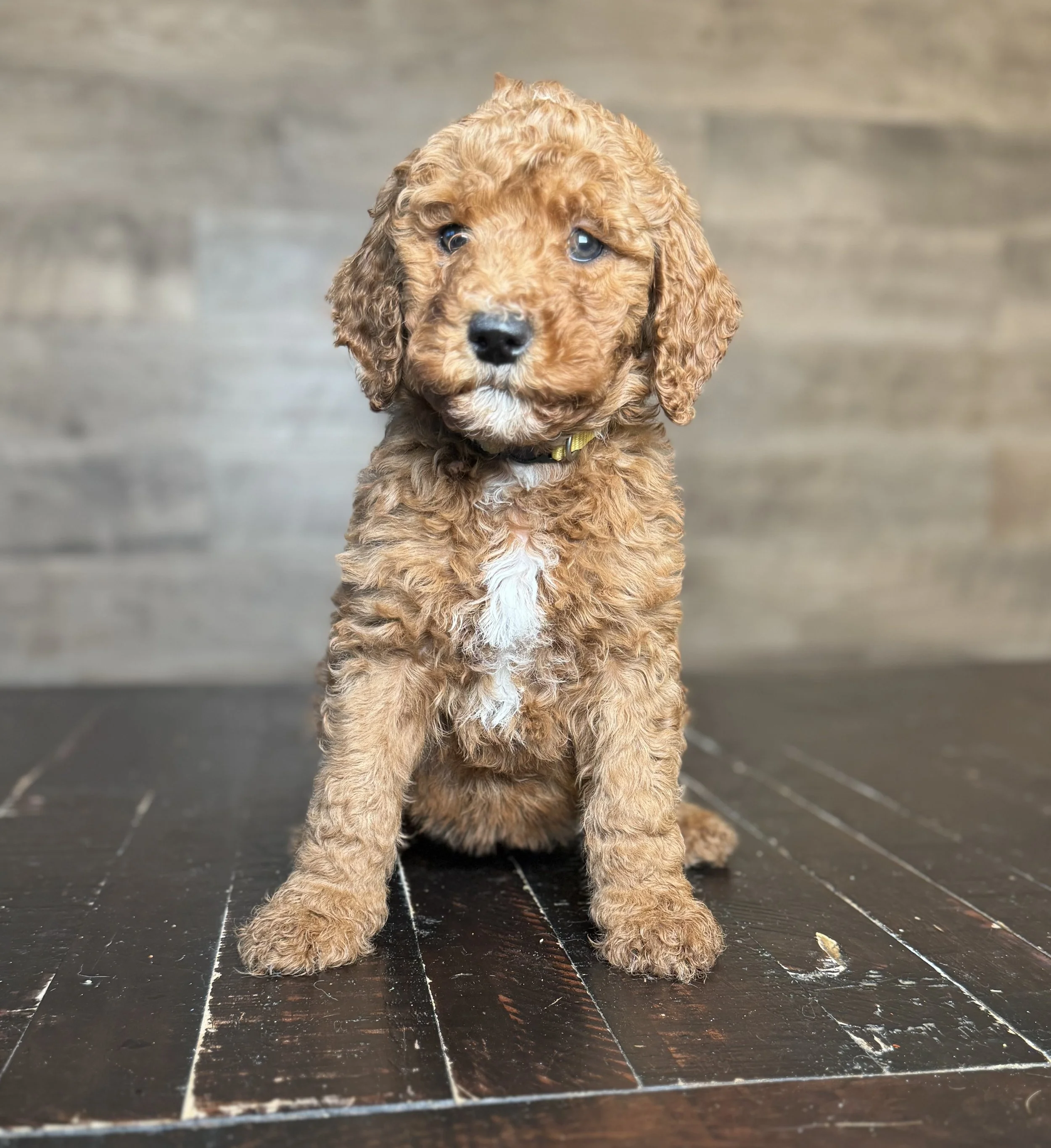 RED APRICOT GOLDENDOODLE WITH WHITE SPOT ON HEAD WHITE CHEST AND WHITE ON FEET