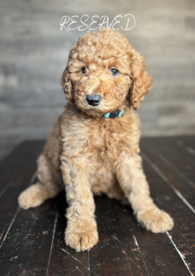 SMALL MEDIUM STANDARD GOLDENDOODLE POODLE MIX GOLDEN RETRIEVER PUPPY WITH TEAL LIGHT BLUE COLLAR