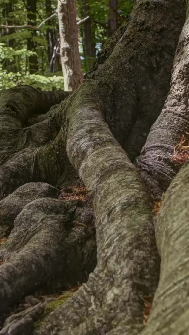 ⭐️Side By Side Leader Care Zoom this Sunday!!
🌳 Firmly Rooted: Confidence that Grows from Christ 🌳
Calling all of our Side By Side Leaders! Join us on Sunday, July 27 for a refreshing time of connection, encouragement, and spiritual renewal. 🌟
We