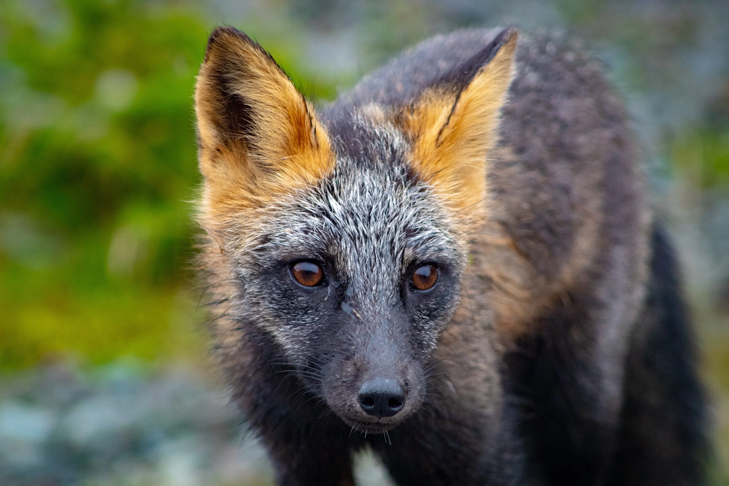 The Fox | Newfoundland, Canada 2023