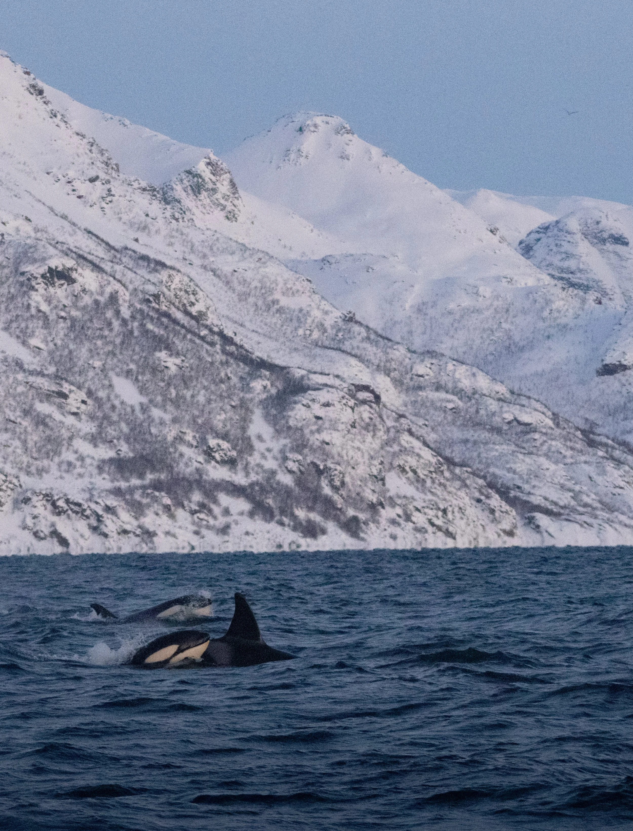 Mother and Baby Orca | Arctic Ocean 2026
