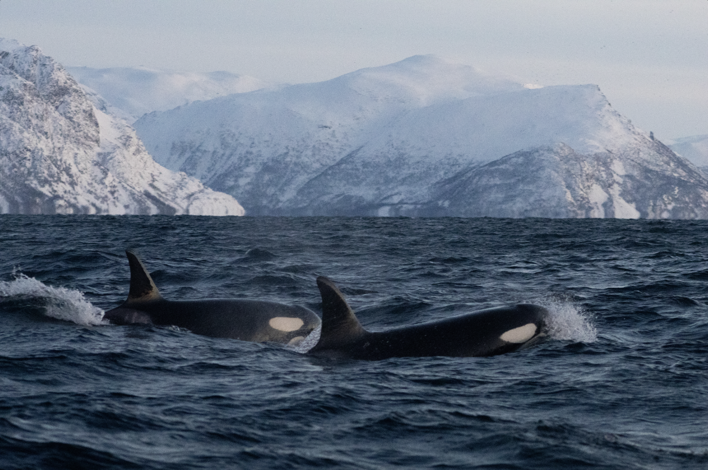 Orca Duo | Arctic Ocean 2026