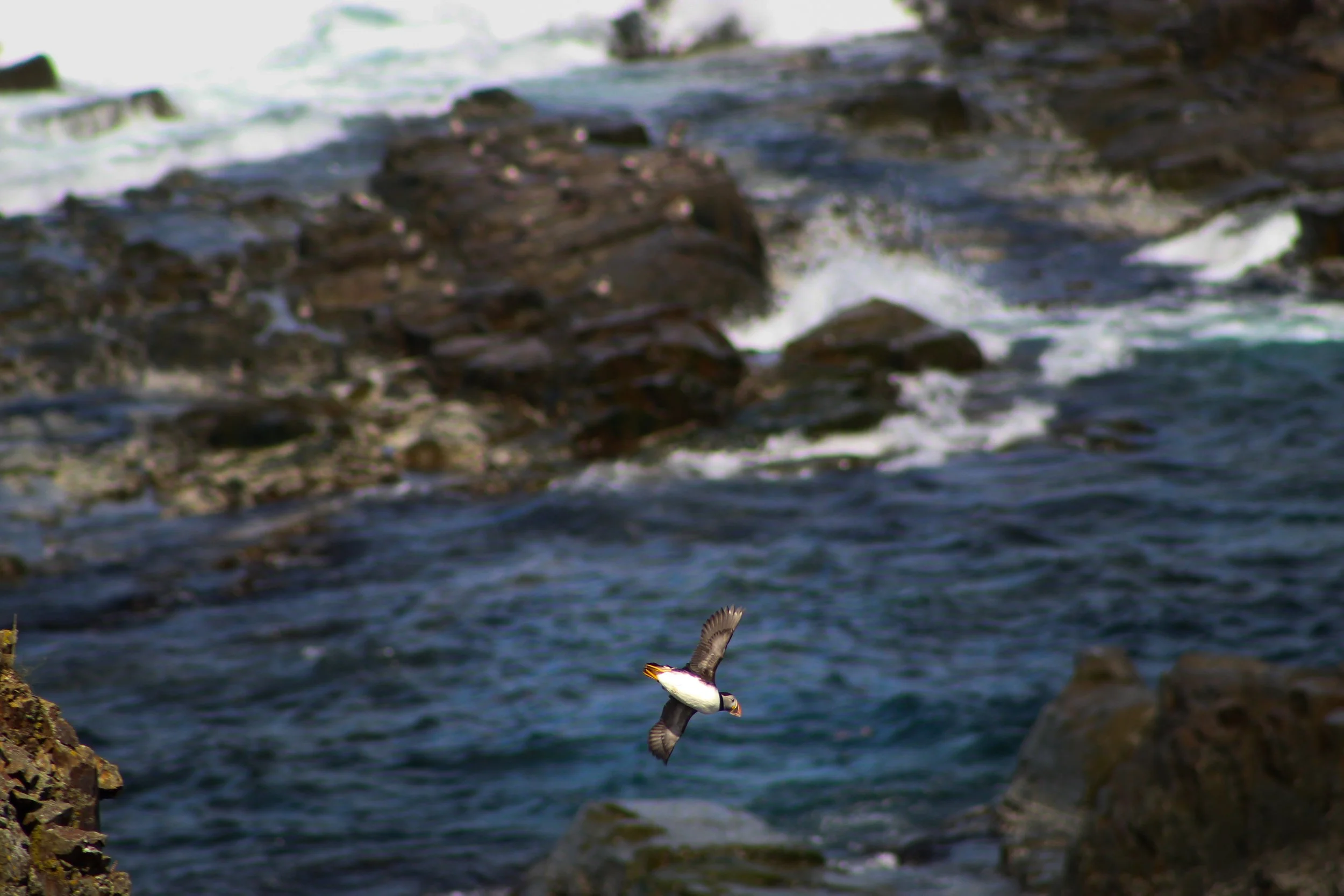 Puffin Dive | Newfoundland, Canada 2023