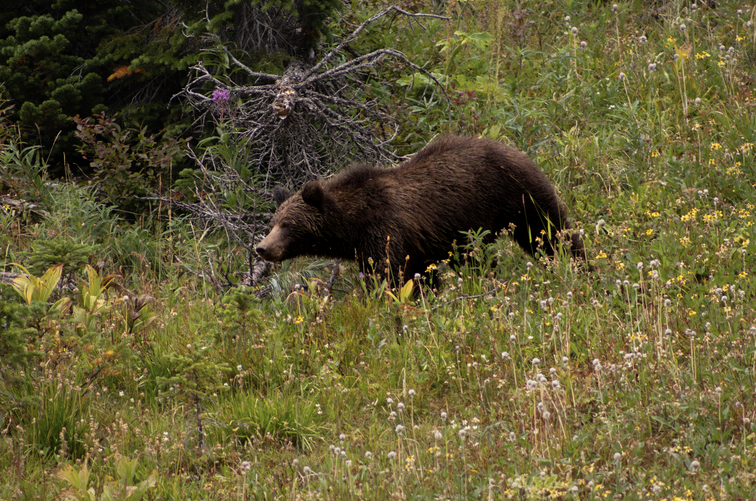 King Grizzly | Glacier NP 2025