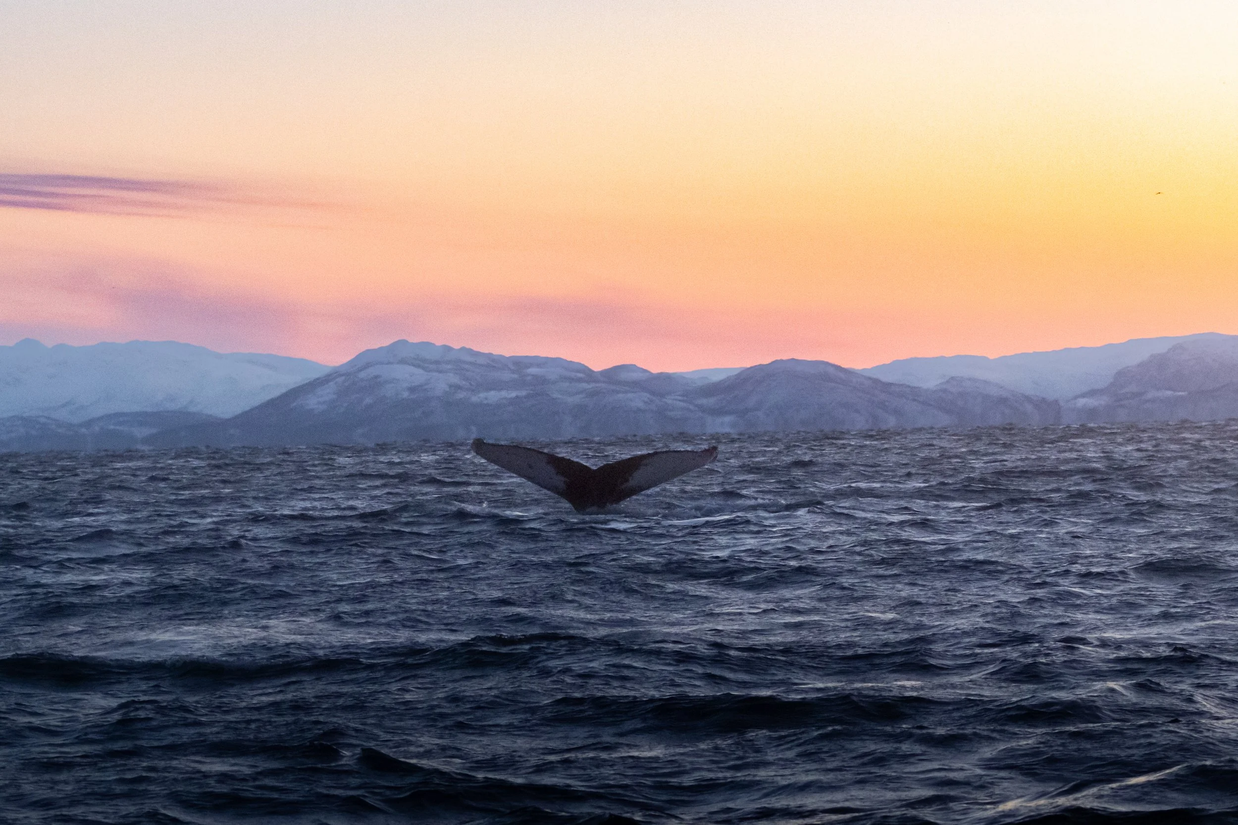 Humpback Whale Tail | Arctic Ocean 2026