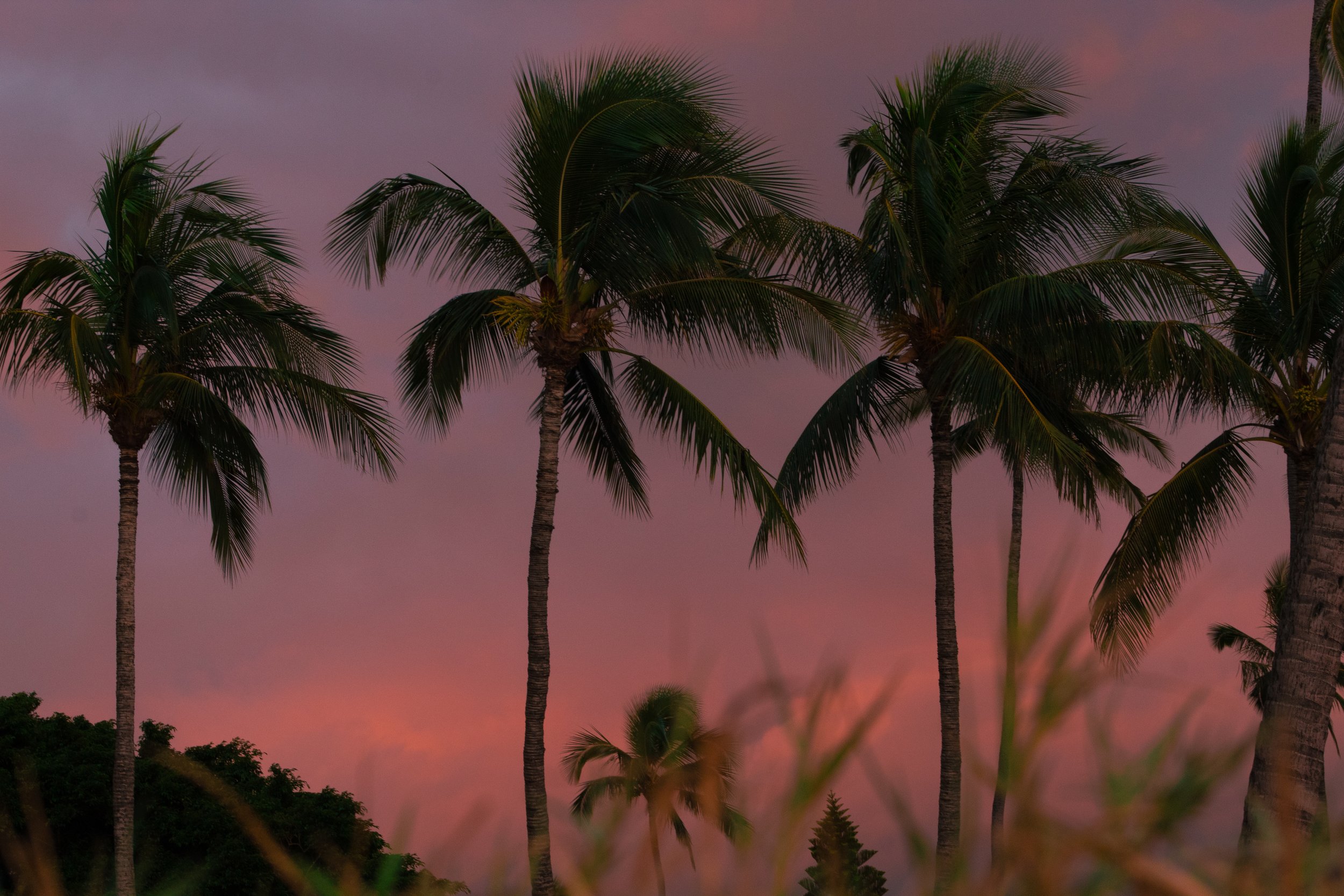 Hawaii_2024-04.jpg