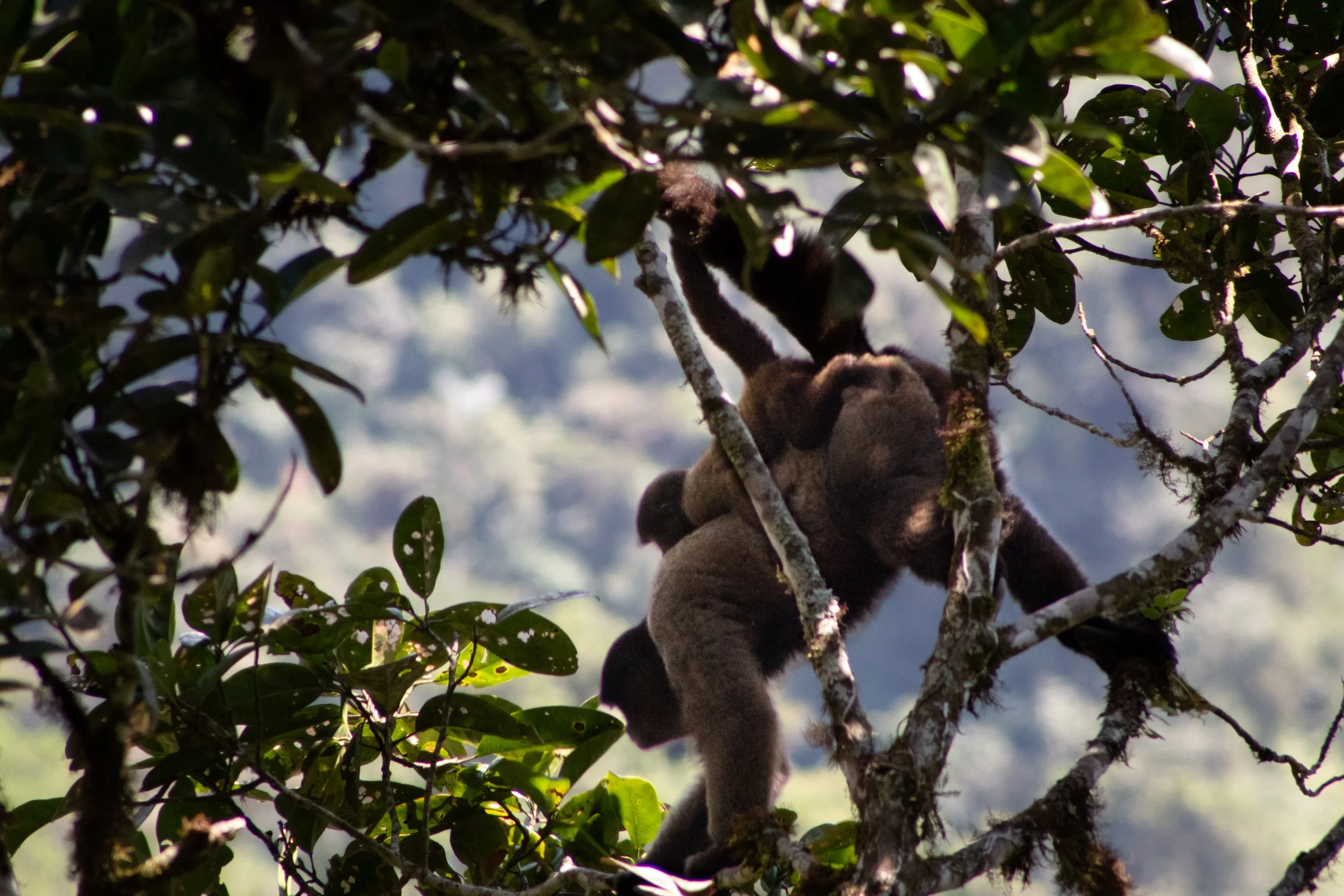 Mother and Baby Wholly Monkey | Peru 2022