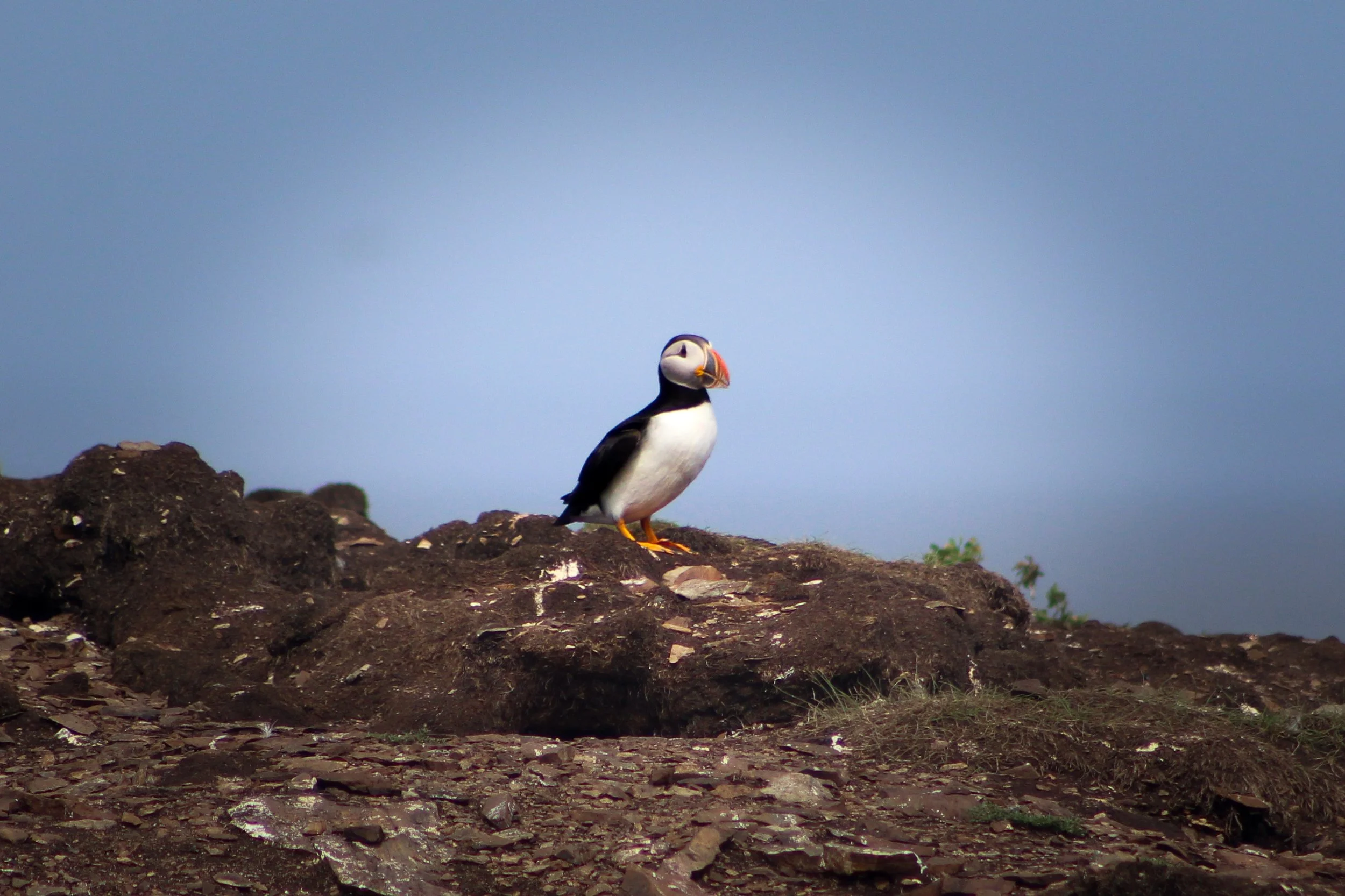 Puffin | Newfoundland, Canada 2023