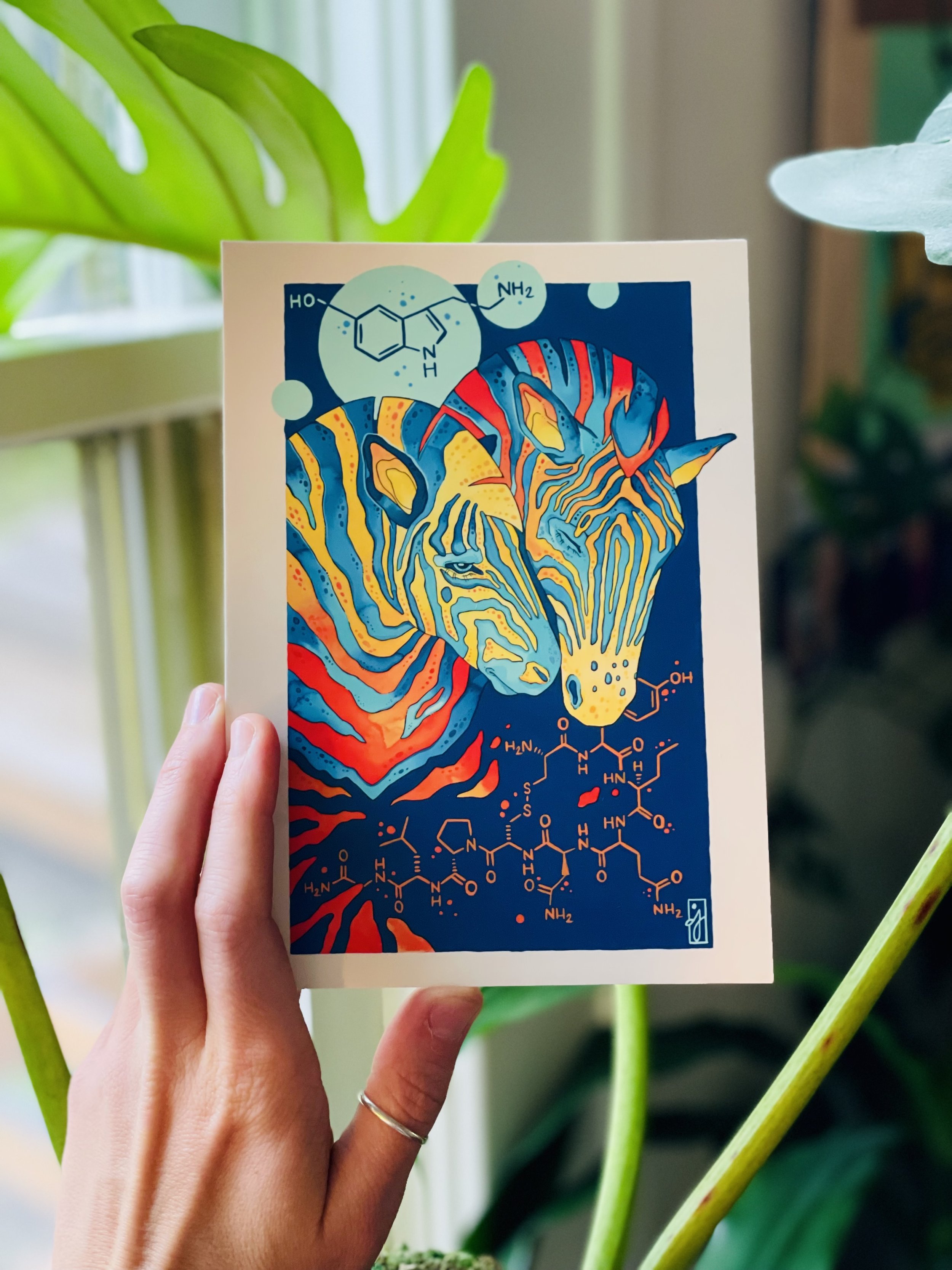 Zebras In Love Postcard