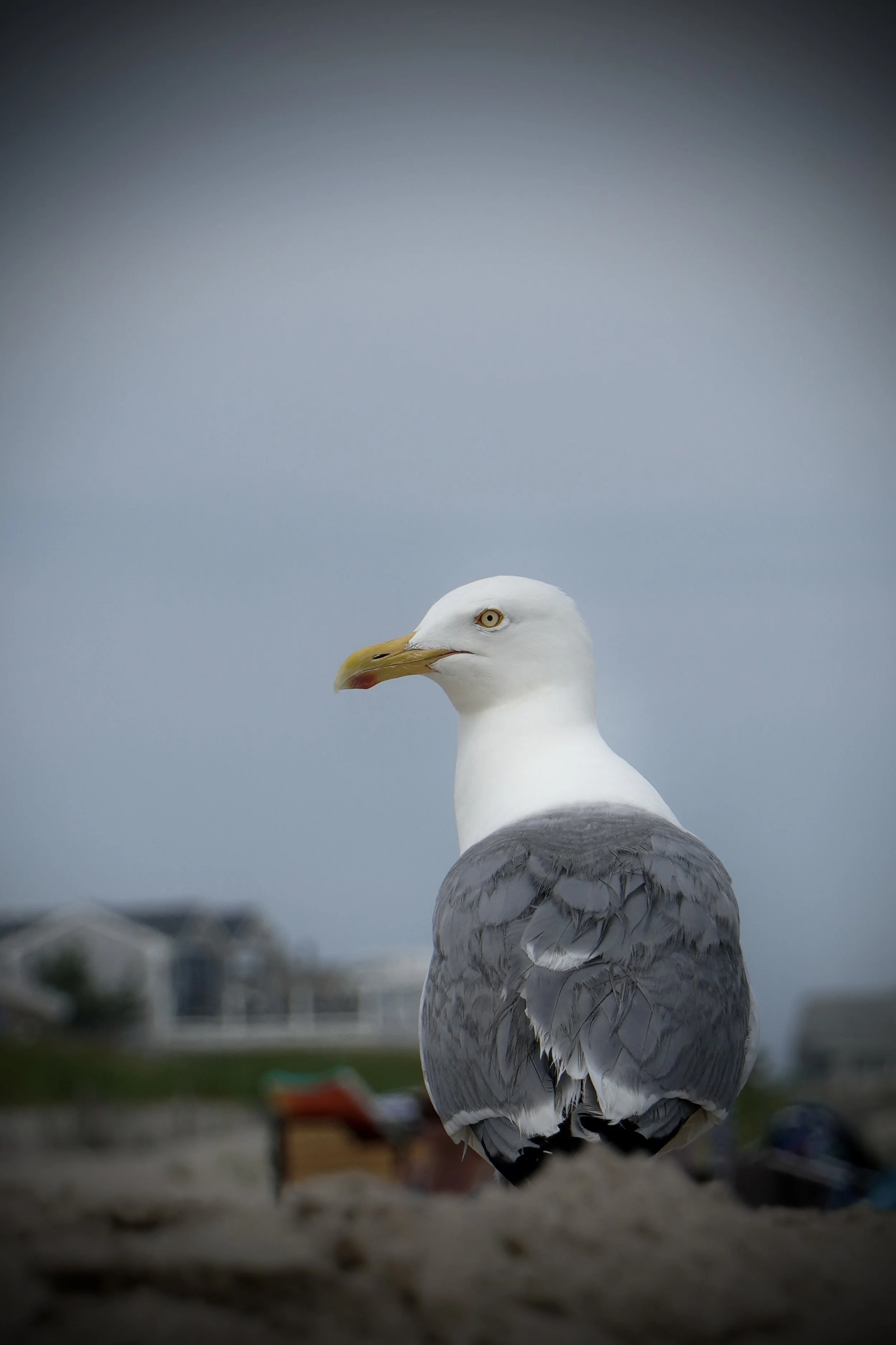 DSC01767.JPG