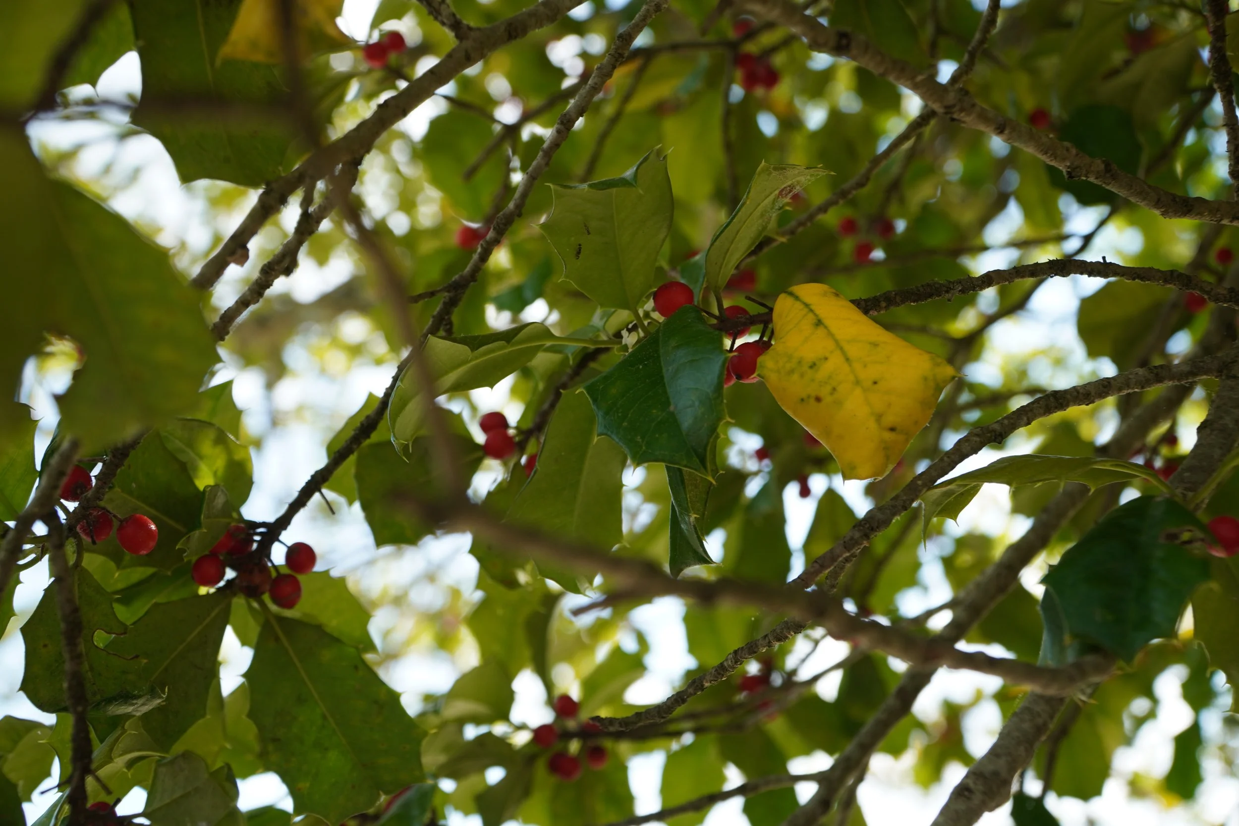 DSC03061.JPG