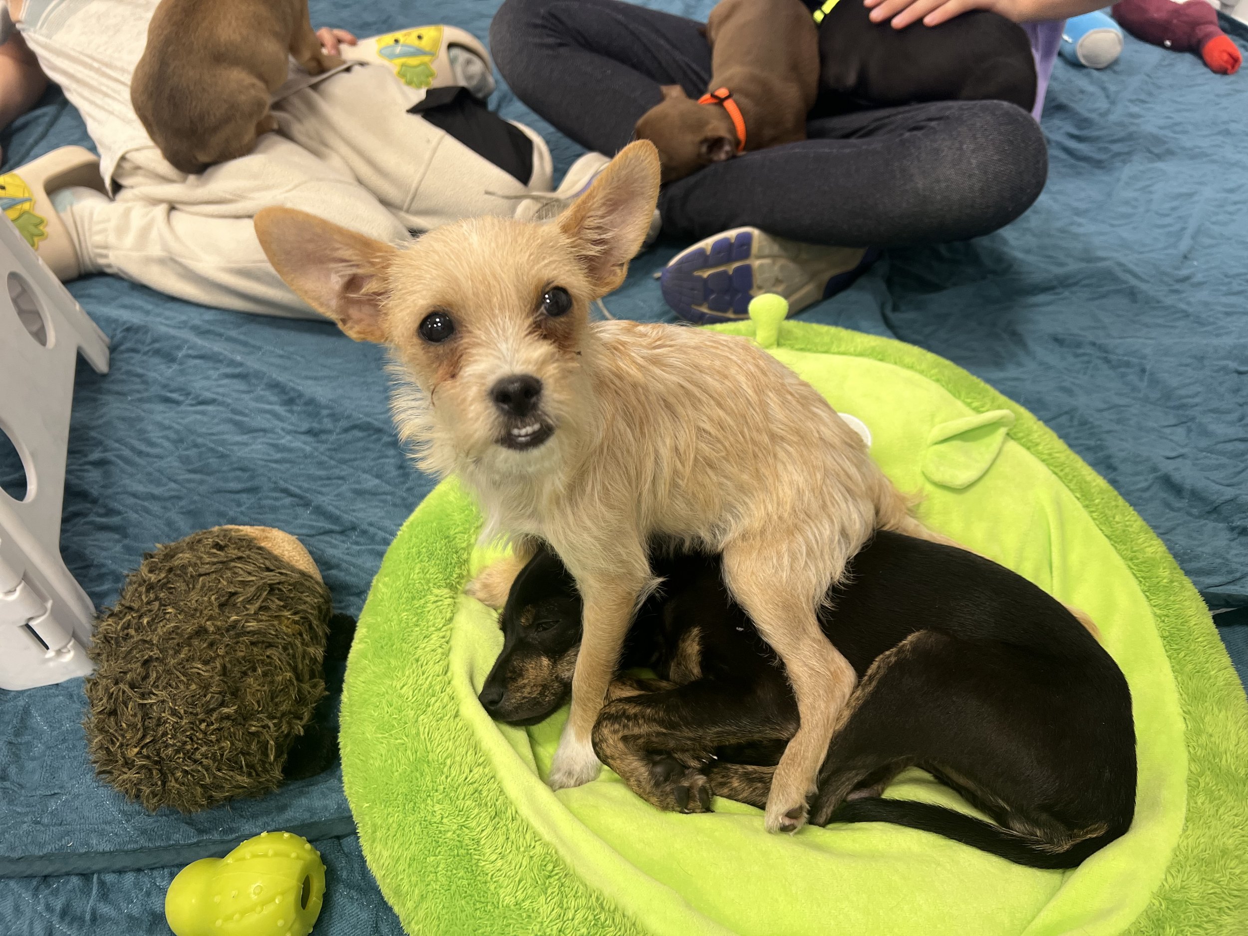 Pet Food Express Adoption Event
