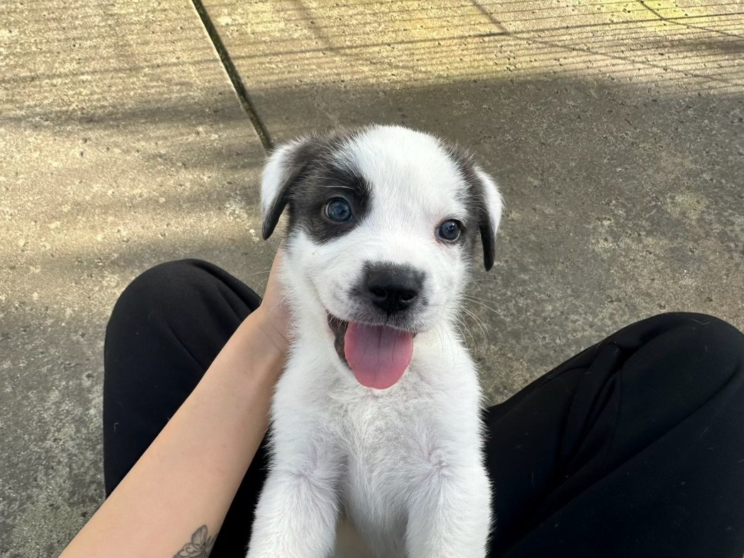 Adoption Event at Kitchen 747