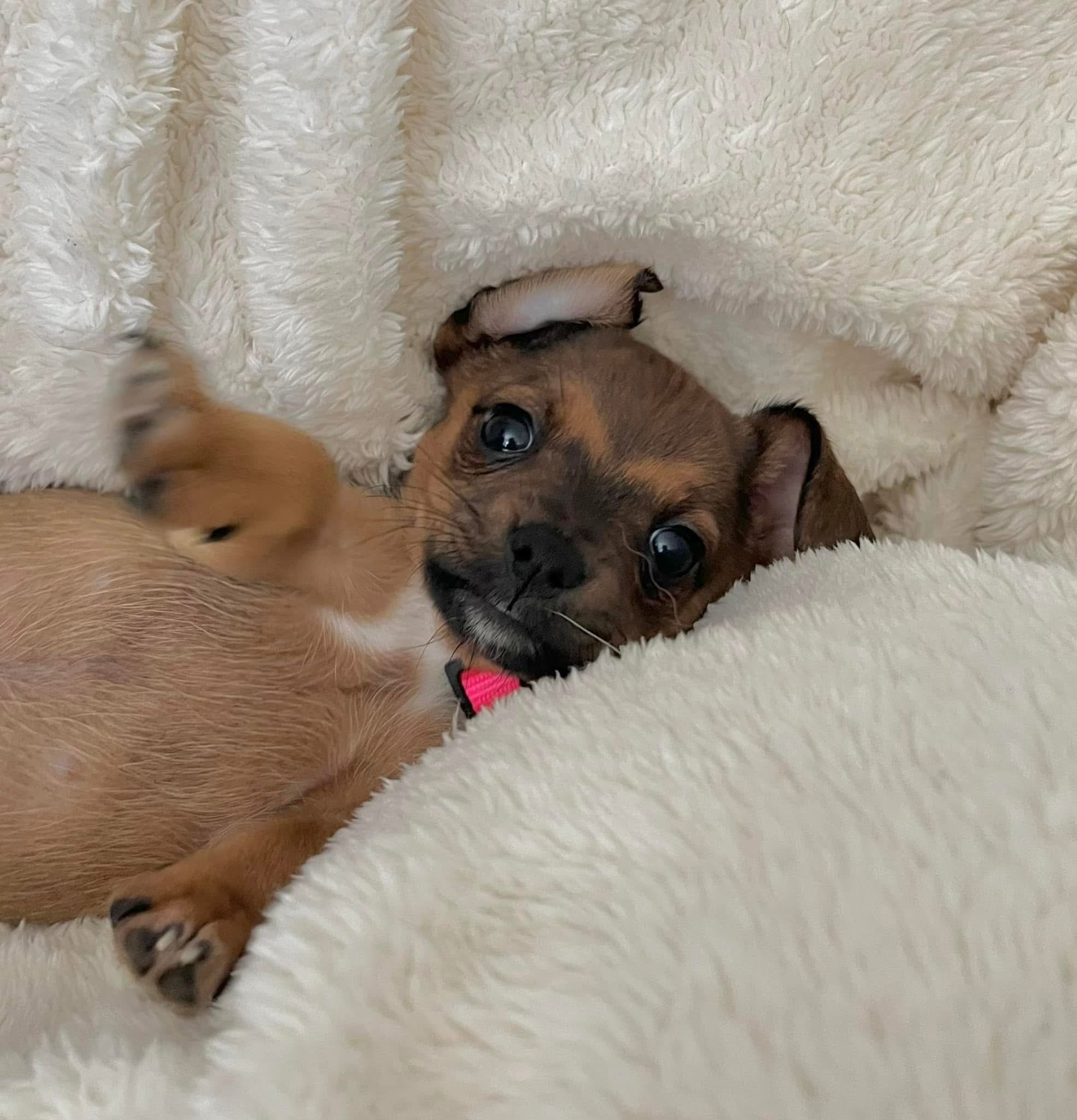 Petco Adoption Event
