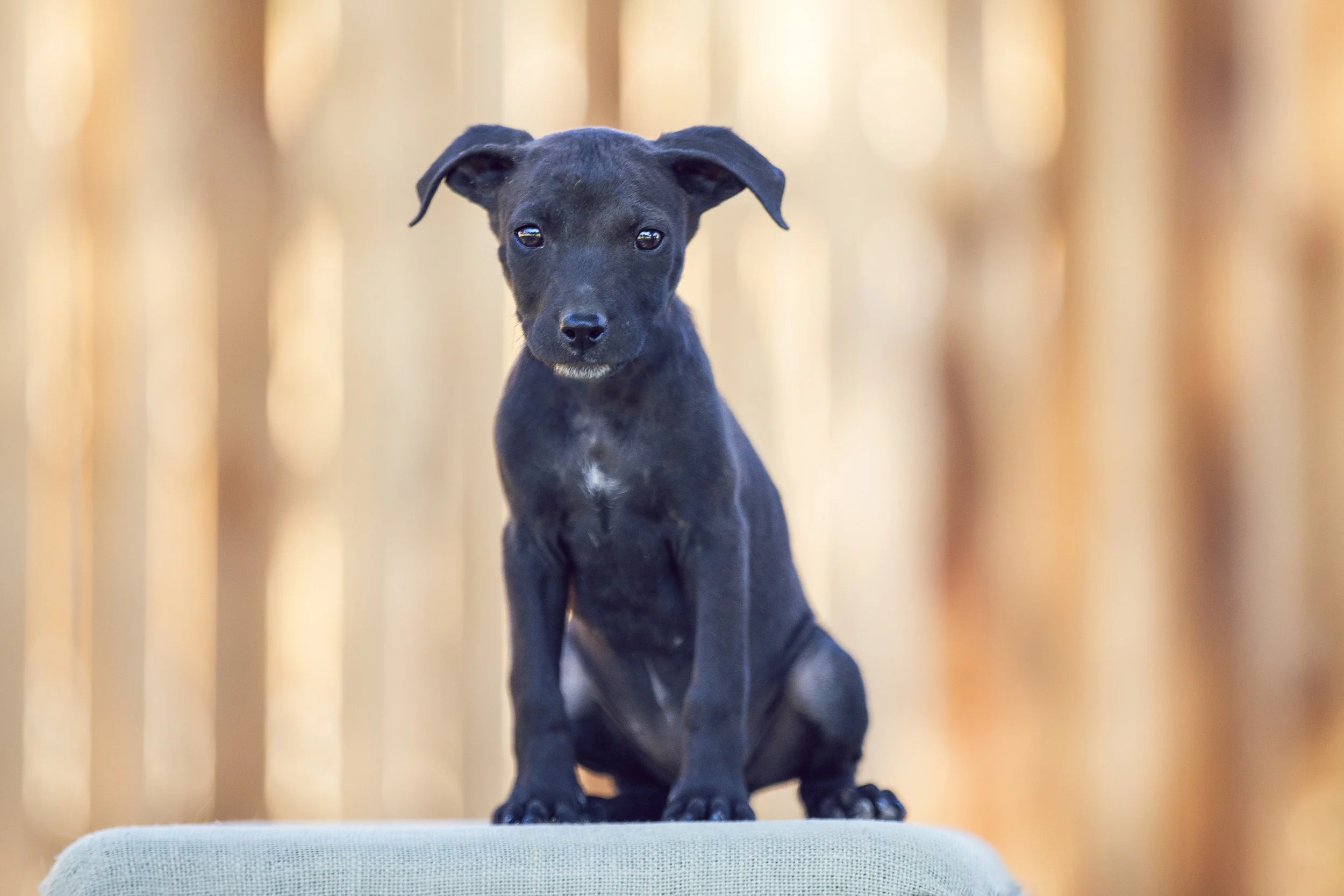 Puppy Palace Adoption Event (By Invitation Only For Approved Adopters)