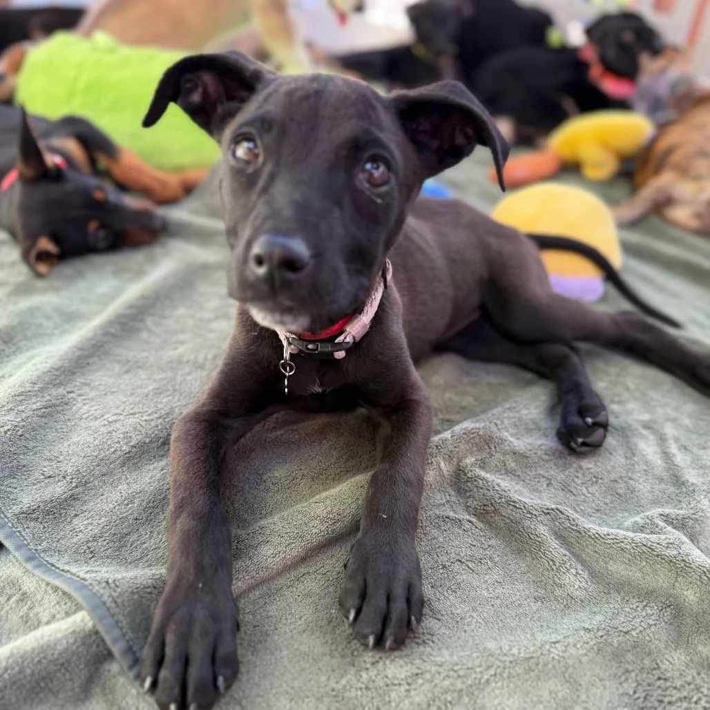 Puppy Palace Adoption Event