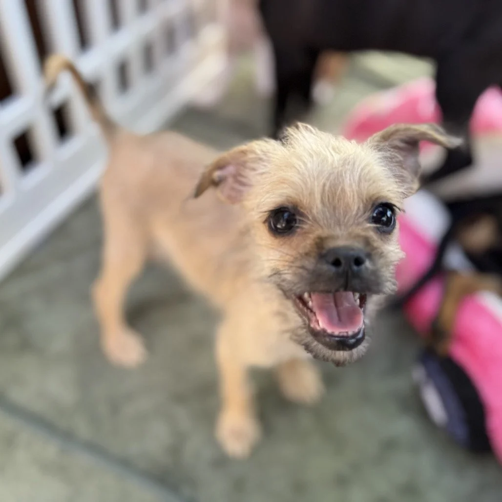 Pet Food Express Roseville Adoption Event