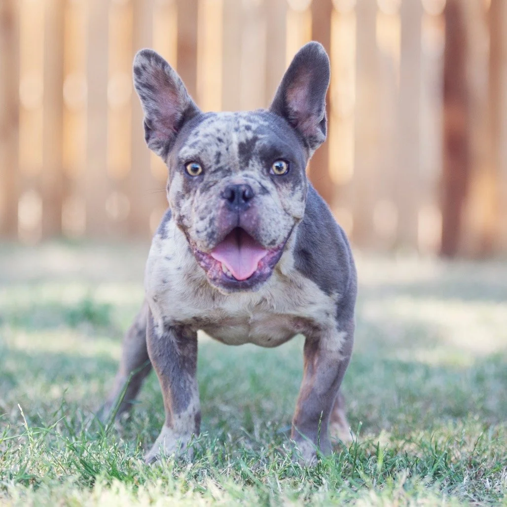 Jackrabbit Brewing Co. - Adoption Event & Fundraiser