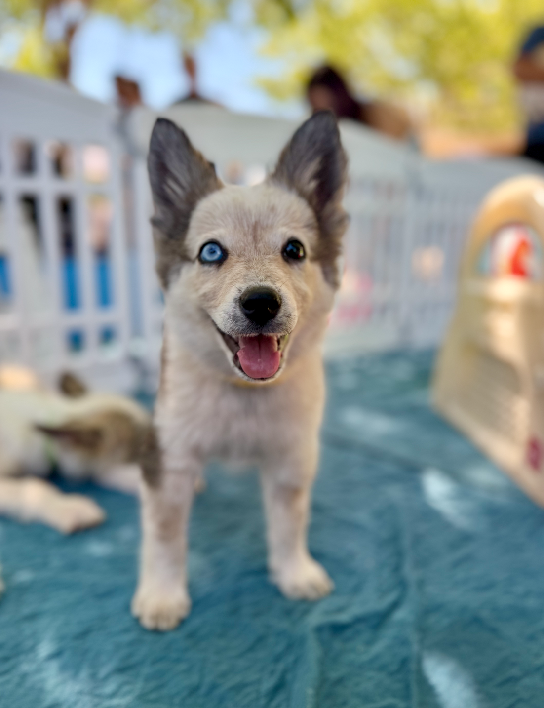 Pet Food Express Pet Fair 2025, Day 1