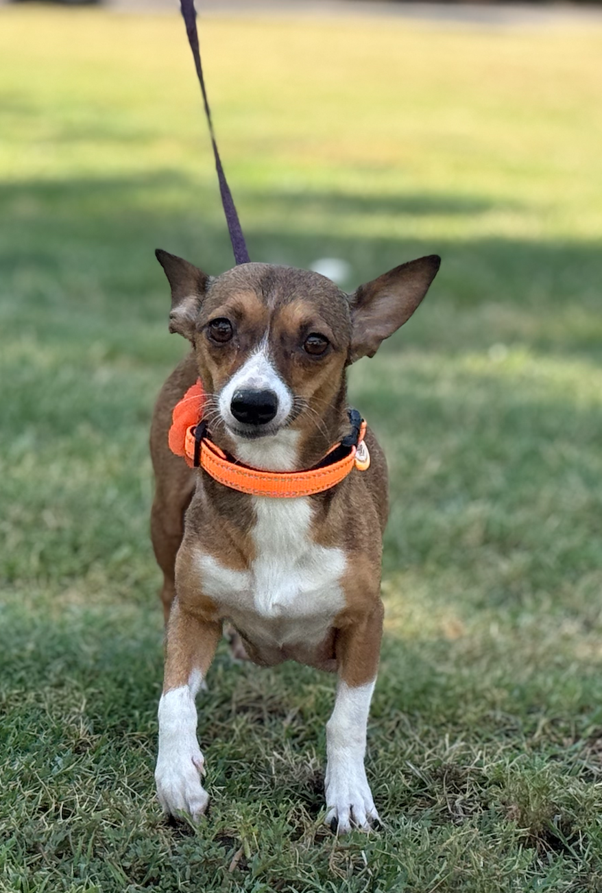 Kitchen747 - Adoption Event & Fundraiser!