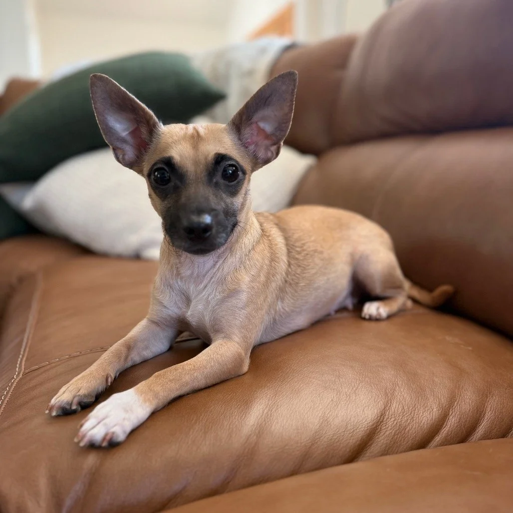 Petco Roseville Adoption Event