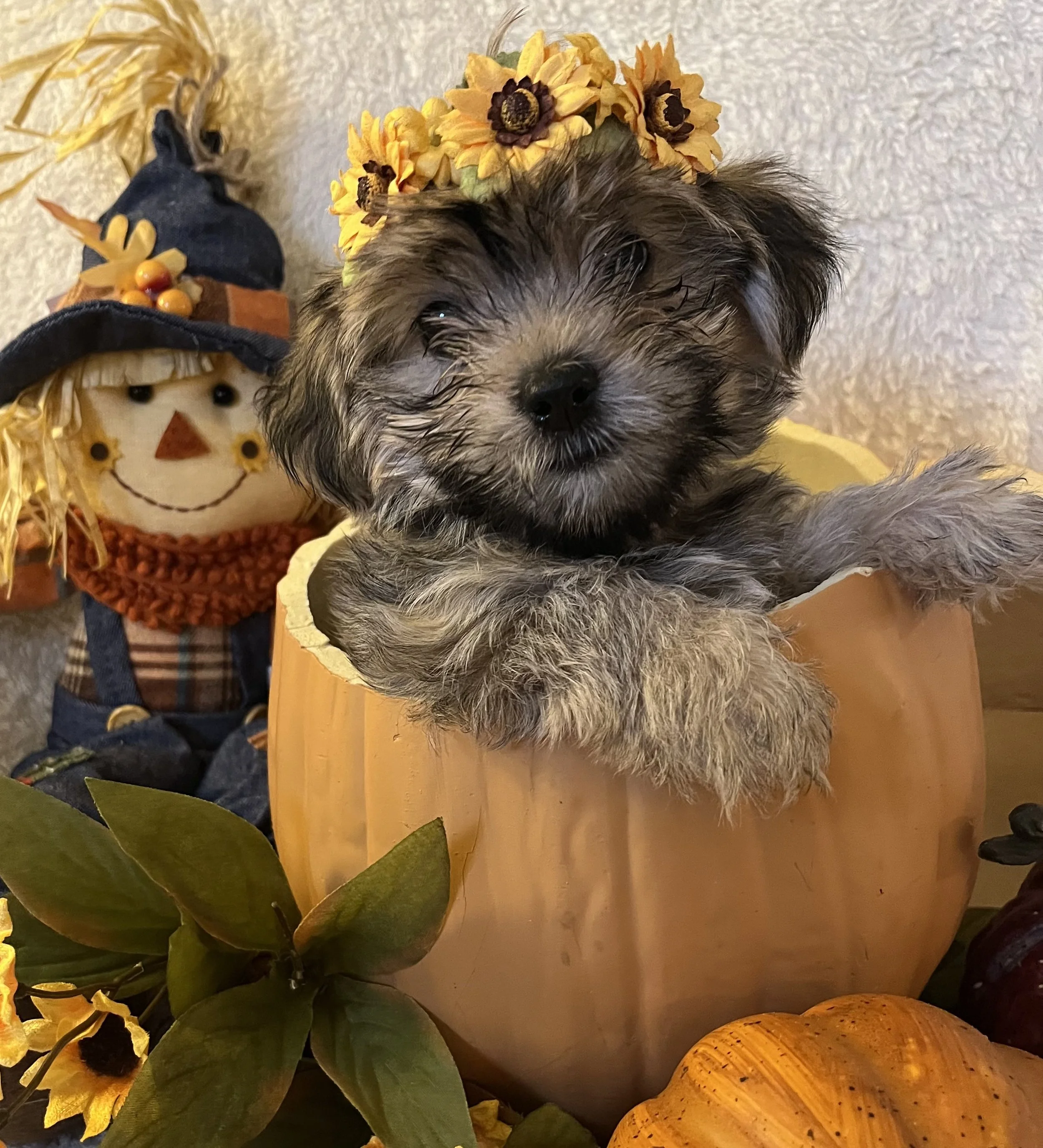 Midtown Halloween Festival & Pooch Parade!