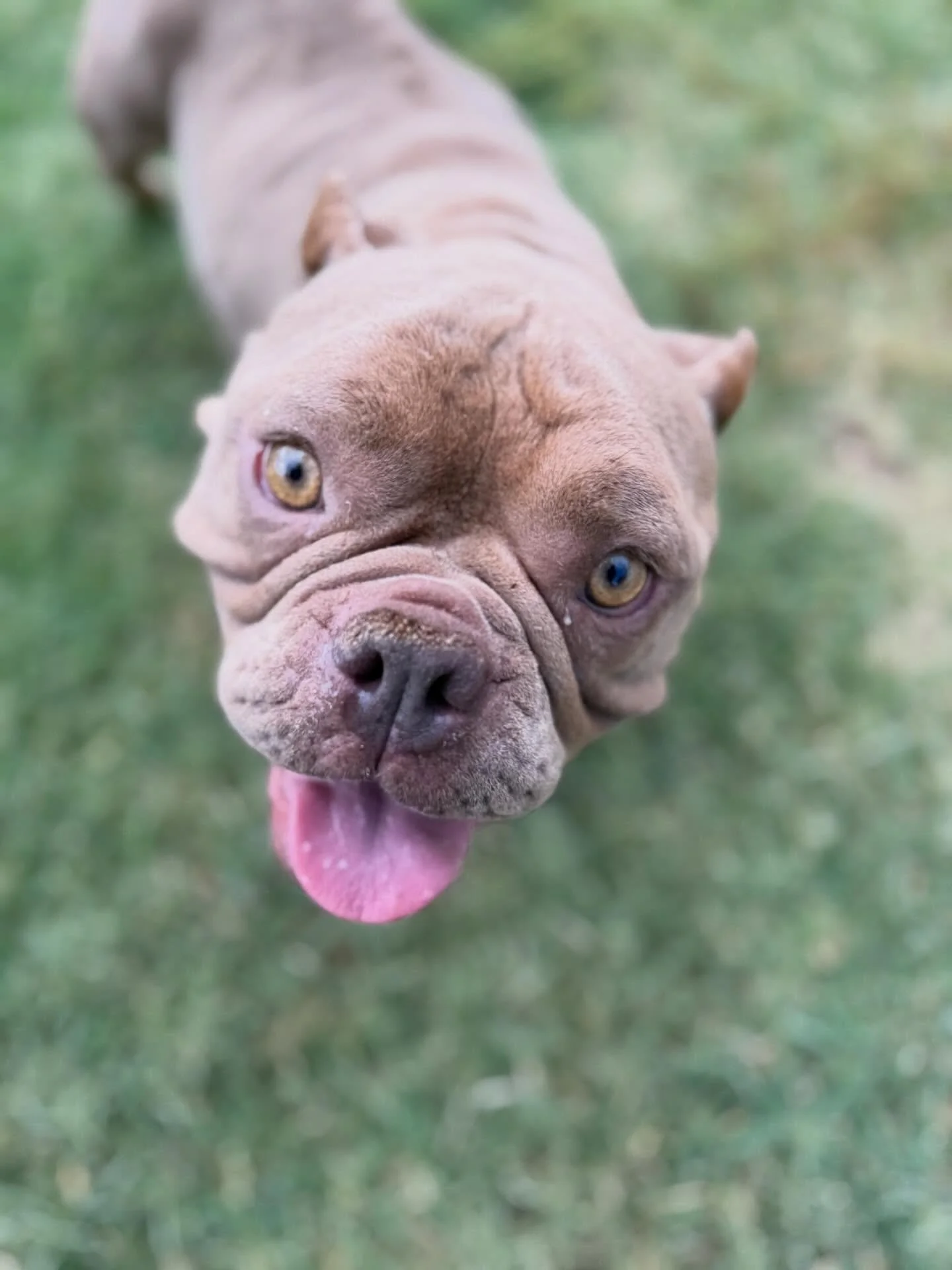 #RescueDog #CentralValleyRescue #AdoptLocal #DogRescue #RescueMomma
πΎ Meet Dolly! πΎ
Dolly came into our rescue in active labor — and she had 3 adorable puppies! Now, the whole family is looking for loving homes. β€οΈ
Dolly is an adorable bul