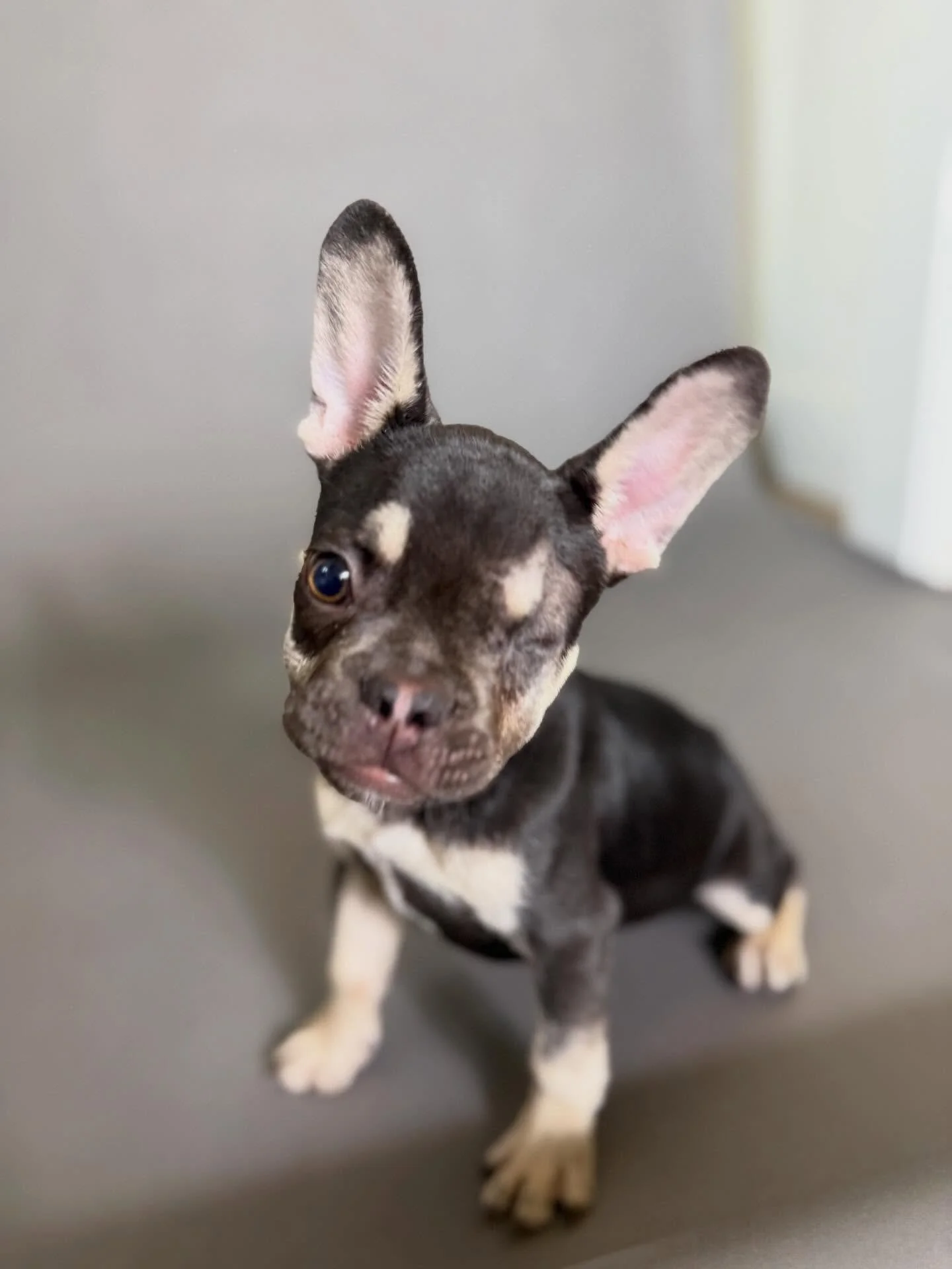 πΎ Meet Uno! πΎ
This sweet little guy came to us with a badly injured eye — we did everything we could with our amazing vet team to save it, but in the end, it had to be removed. The best part? Uno doesn’t know the difference! β€οΈ
He&rsq