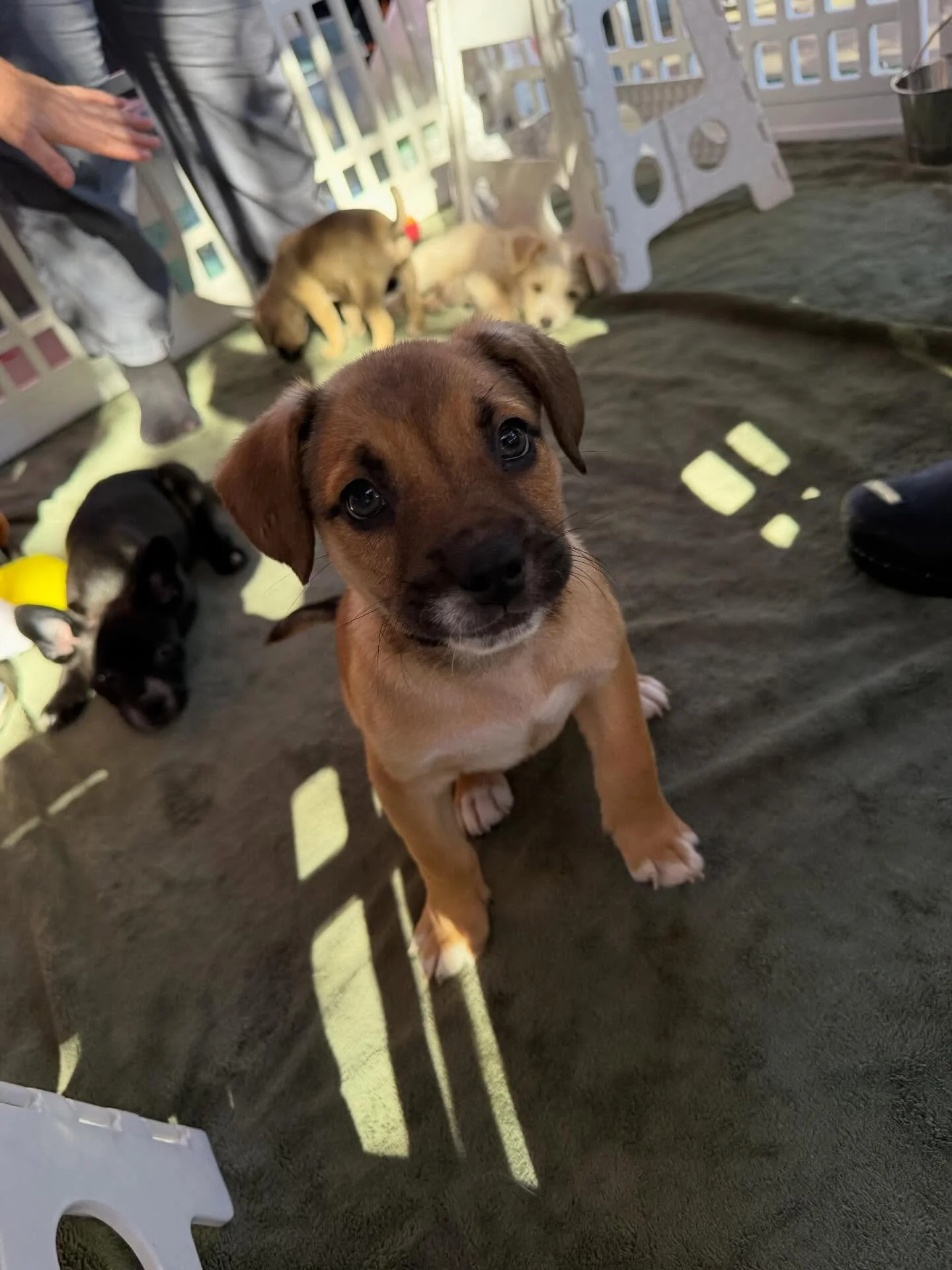 Come see us today at @kitchen.747! We will be there from 11-2pm cuddle puppies and eat some amazing food! It&rsquo;s a beautiful day to bring home a new friend! 

www.fostersandpaws.org/adopt