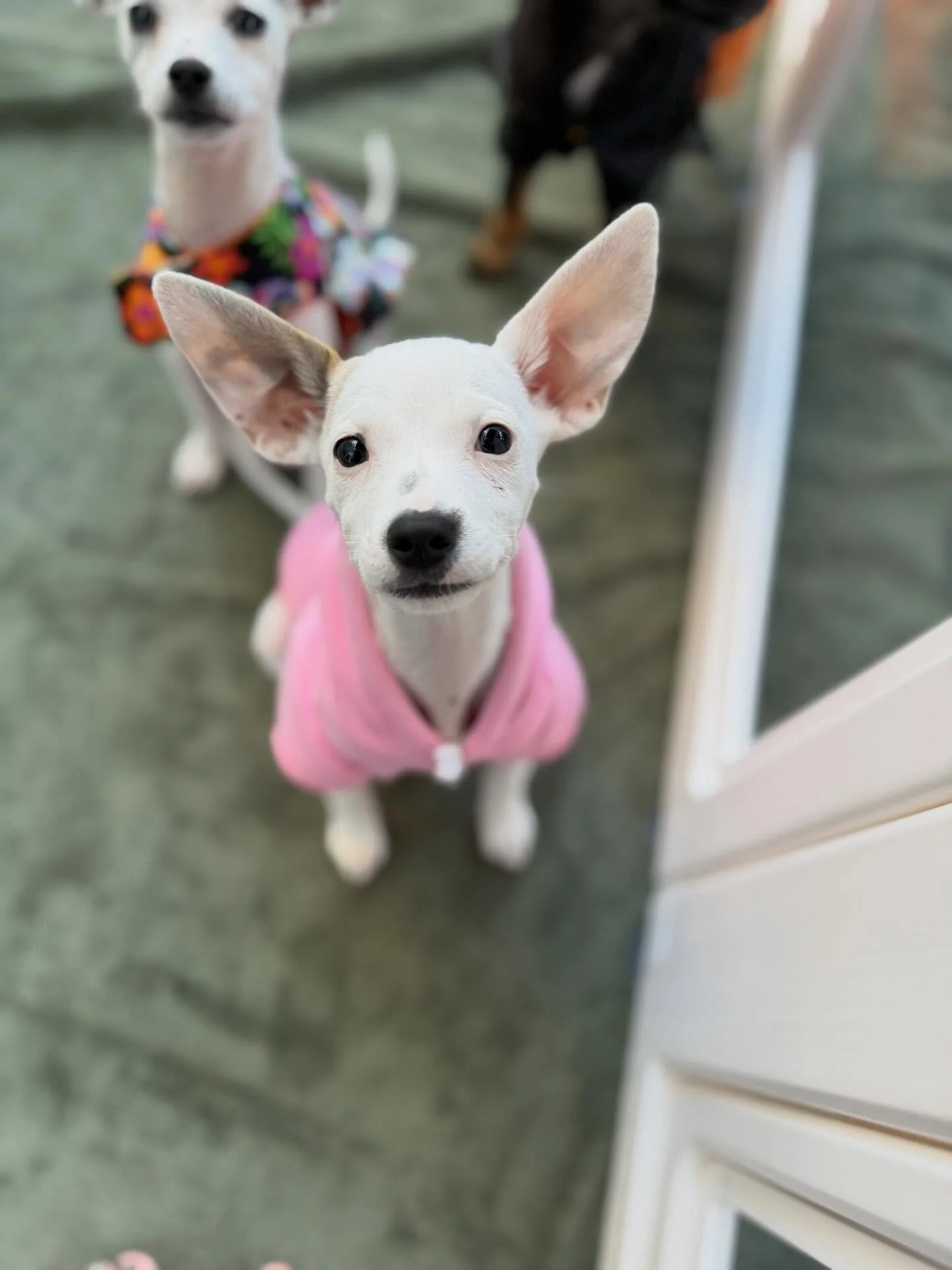 ❄️🐾 Meet Icicle &mdash; Our Beautiful, One-of-a-Kind Pup! 🐾❄️

This gorgeous girl came to us with her five all-white siblings &mdash; so of course, we had to stick with the winter wonderlandtheme! ☃️ Icicle may look like a snow angel, but she&rsquo
