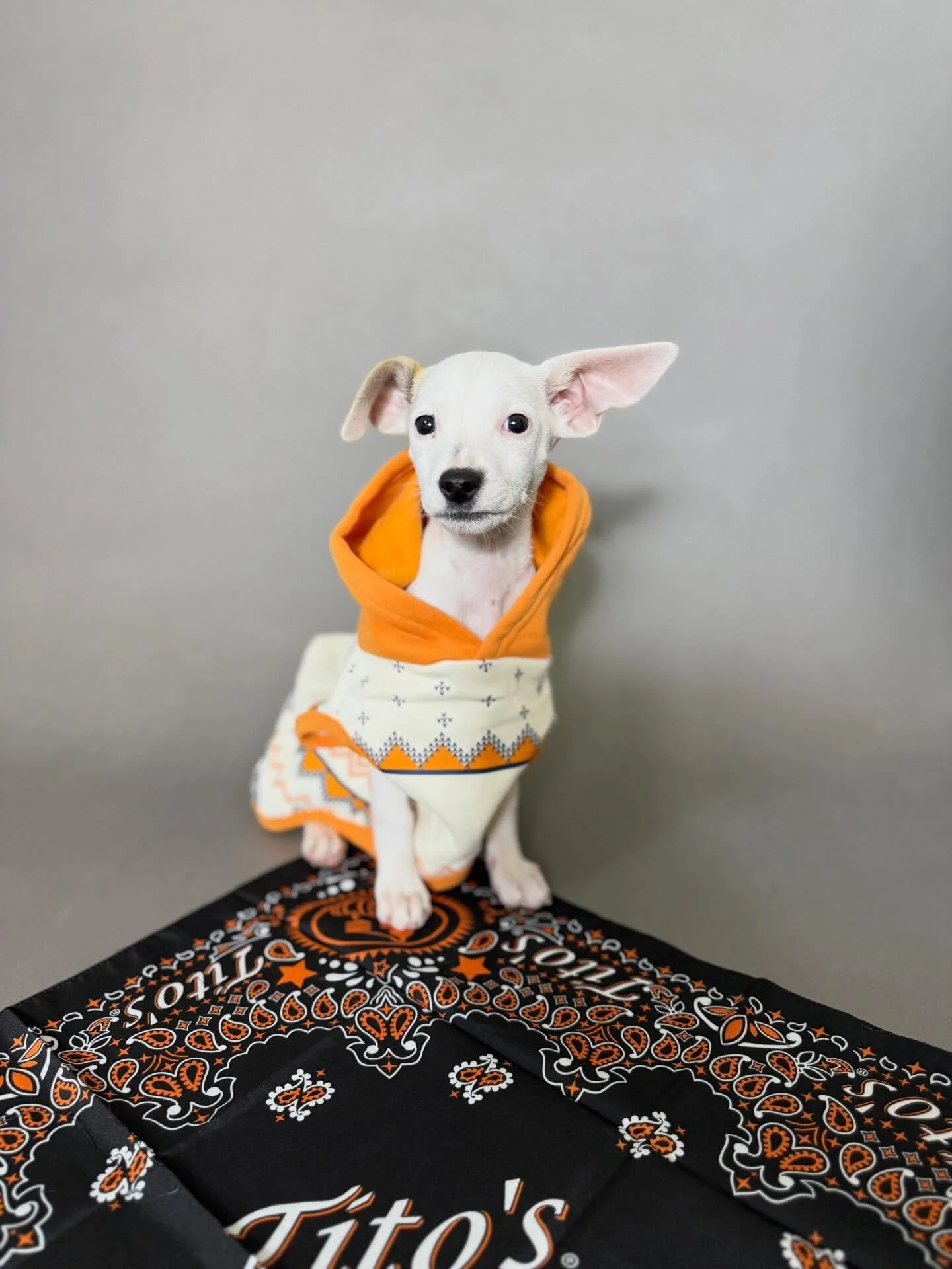 🐾 Come hang out with us TODAY! 🐾

We&rsquo;ll be at the Hyatt Regency Sacramento from 3&ndash;6pm with our friends from Tito&rsquo;s Handmade Vodka, raising money for the rescue! 💕🍸

Stop by, say hi, grab a drink, and help us save more dogs! Ever