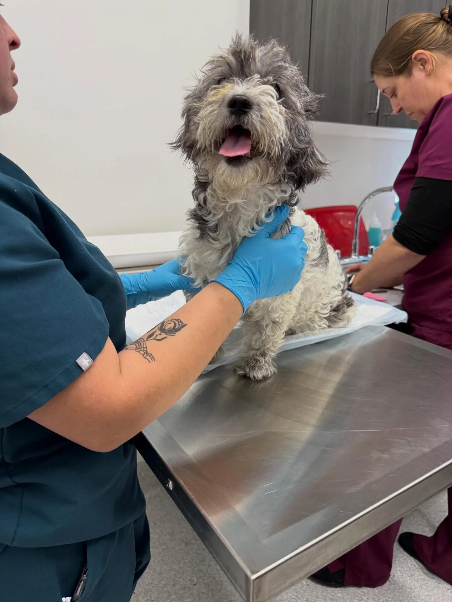 💔 Emergency Rescue Alert 💔

We just welcomed a sweet mama and her 7 tiny puppies into our care &mdash; but our hearts are breaking 💔. The entire little family has tested positive for parvo 😢

Parvo is a life-threatening virus that hits puppies es