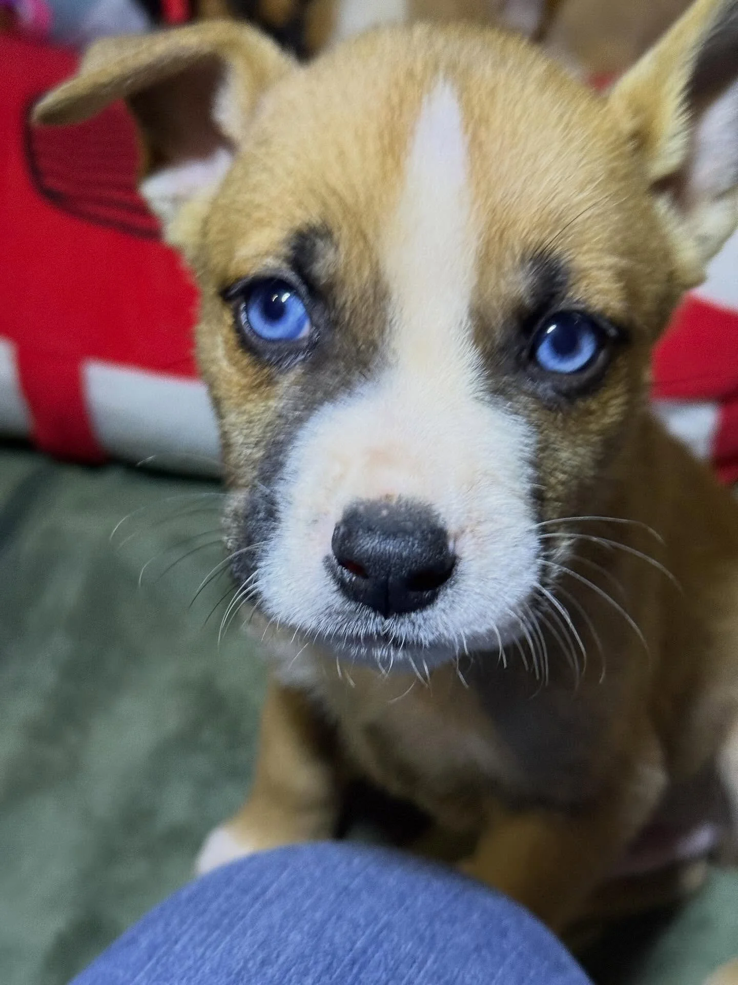Well, our boxer puppies have officially hit the 6-week mark, and let&rsquo;s just say&hellip; the moment those eyes popped open, we immediately knew who their daddy was! 😆💙

Those bright blue eyes and their impressive little &ldquo;singing&rdquo; s