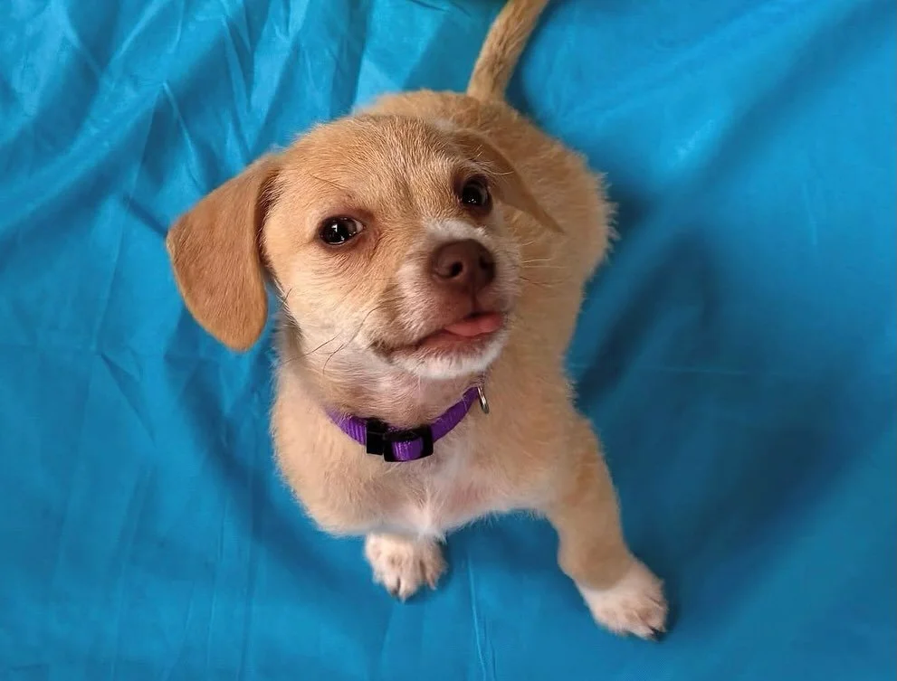 We&rsquo;re out at Petco in Roseville today from 11&ndash;2pm and would love to see you! 🐾💛

We&rsquo;ve got a handful of ridiculously adorable puppies ready to melt hearts, plus a few of our amazing adult dogs making an appearance too. Whether you